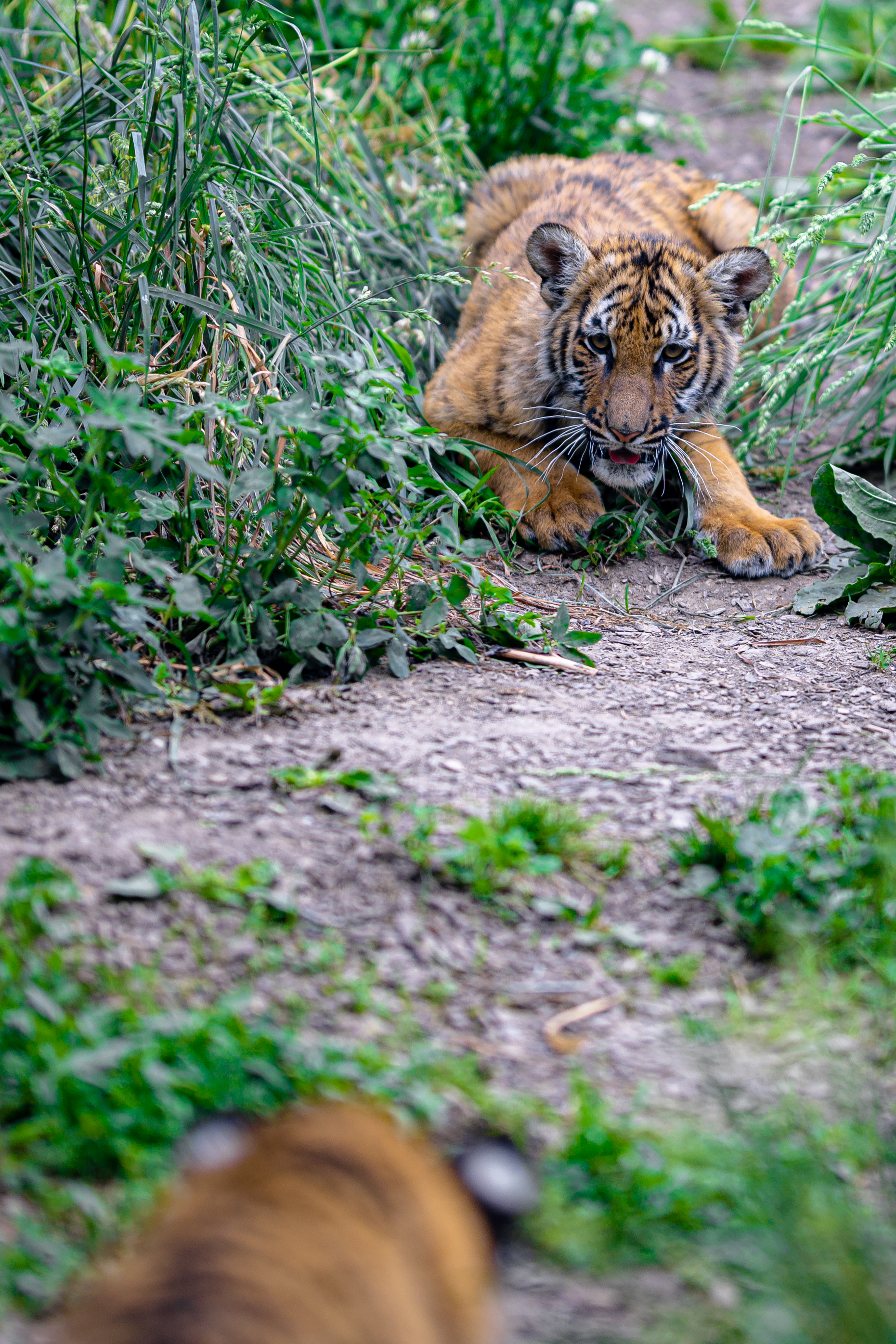 Tiger-cub Tiger Predator Animal Funny