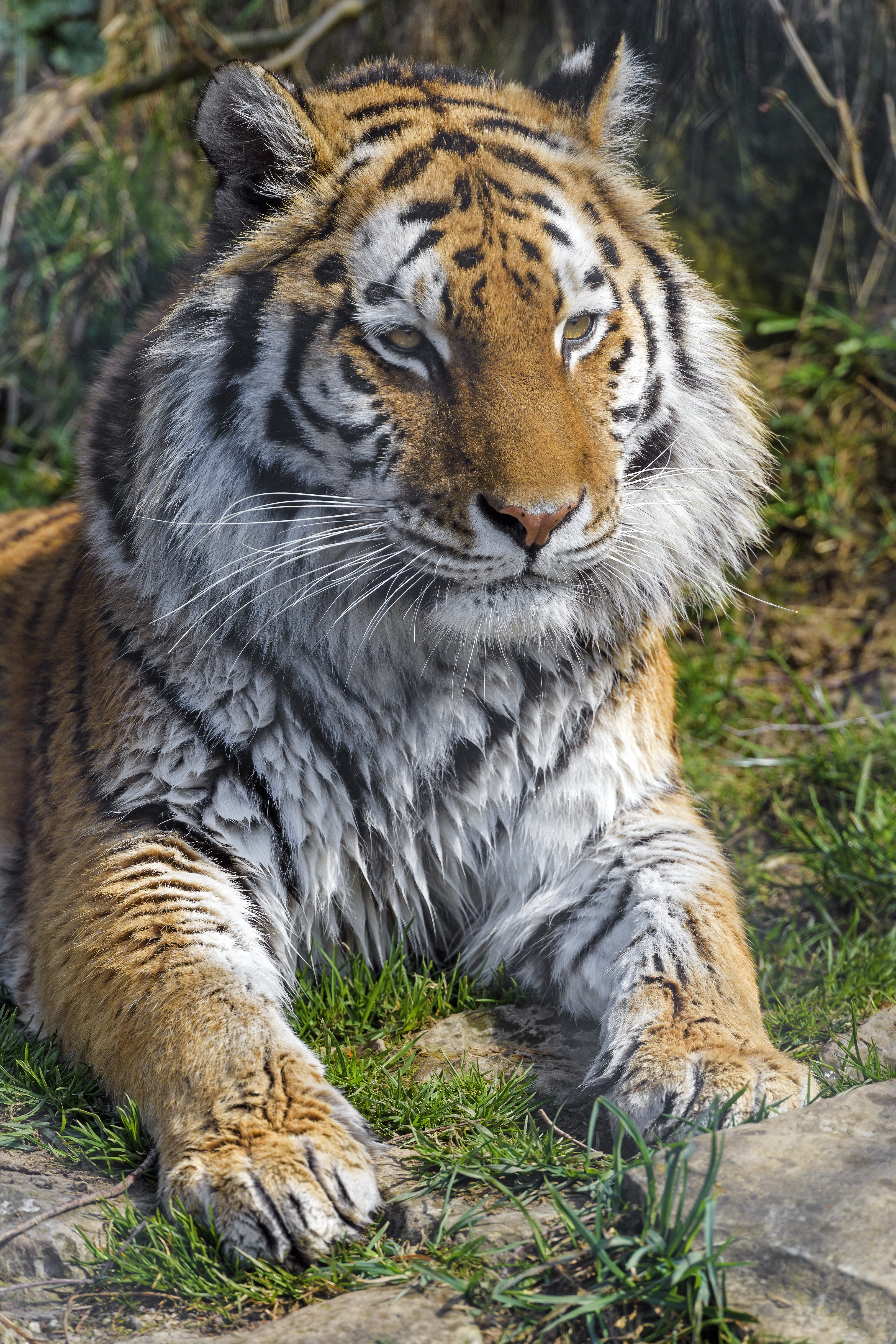 Tiger Animal Big-cat Predator Wild