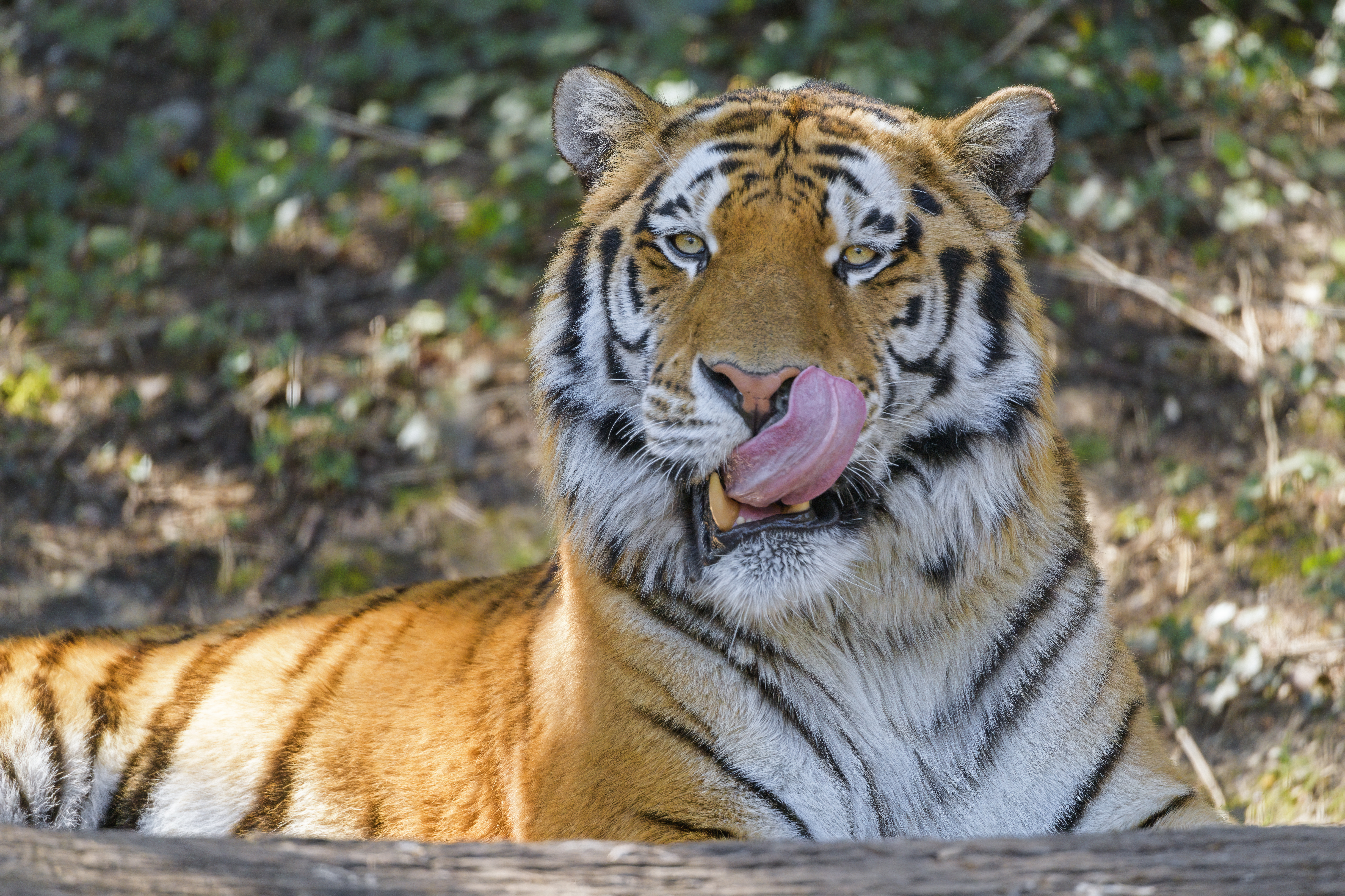 Tiger Animal Glance Protruding-tongue Big-cat