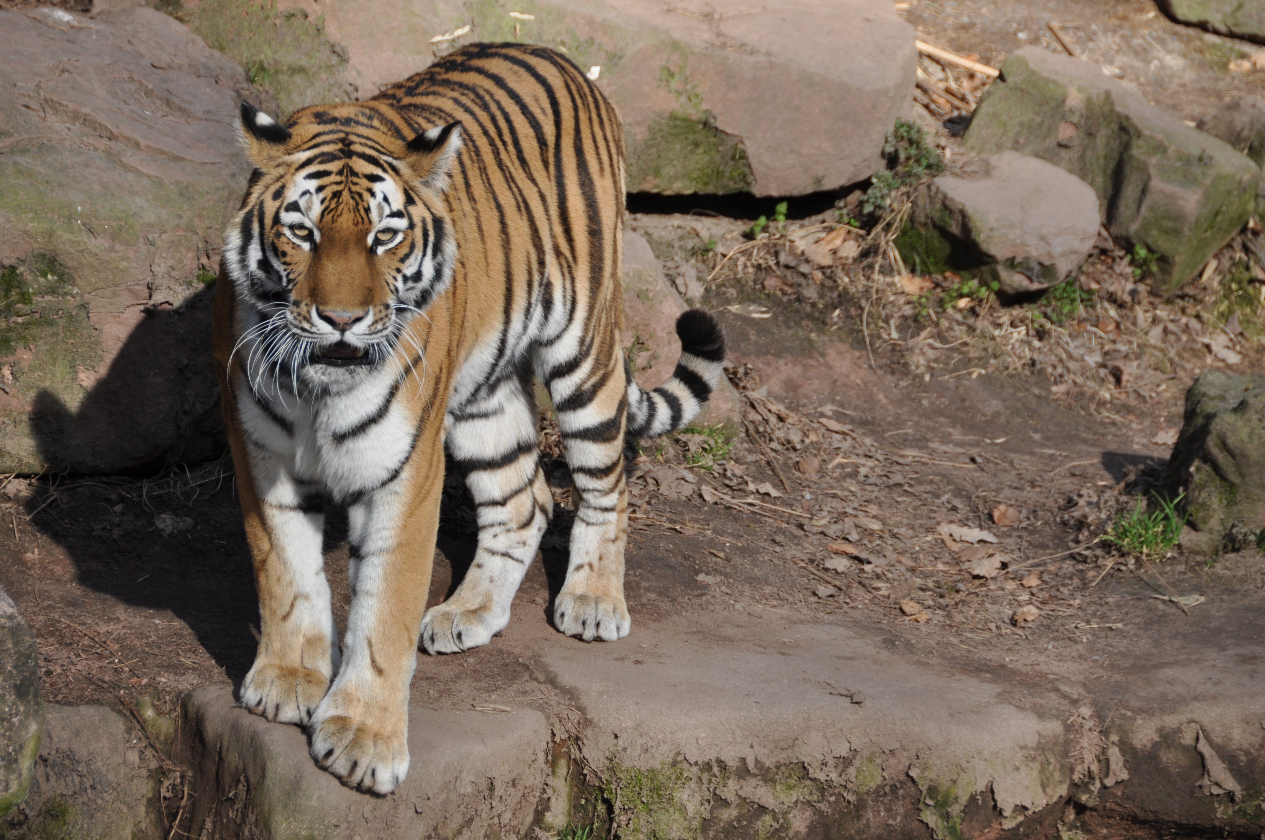 Tiger Animal Predator Glance Roar