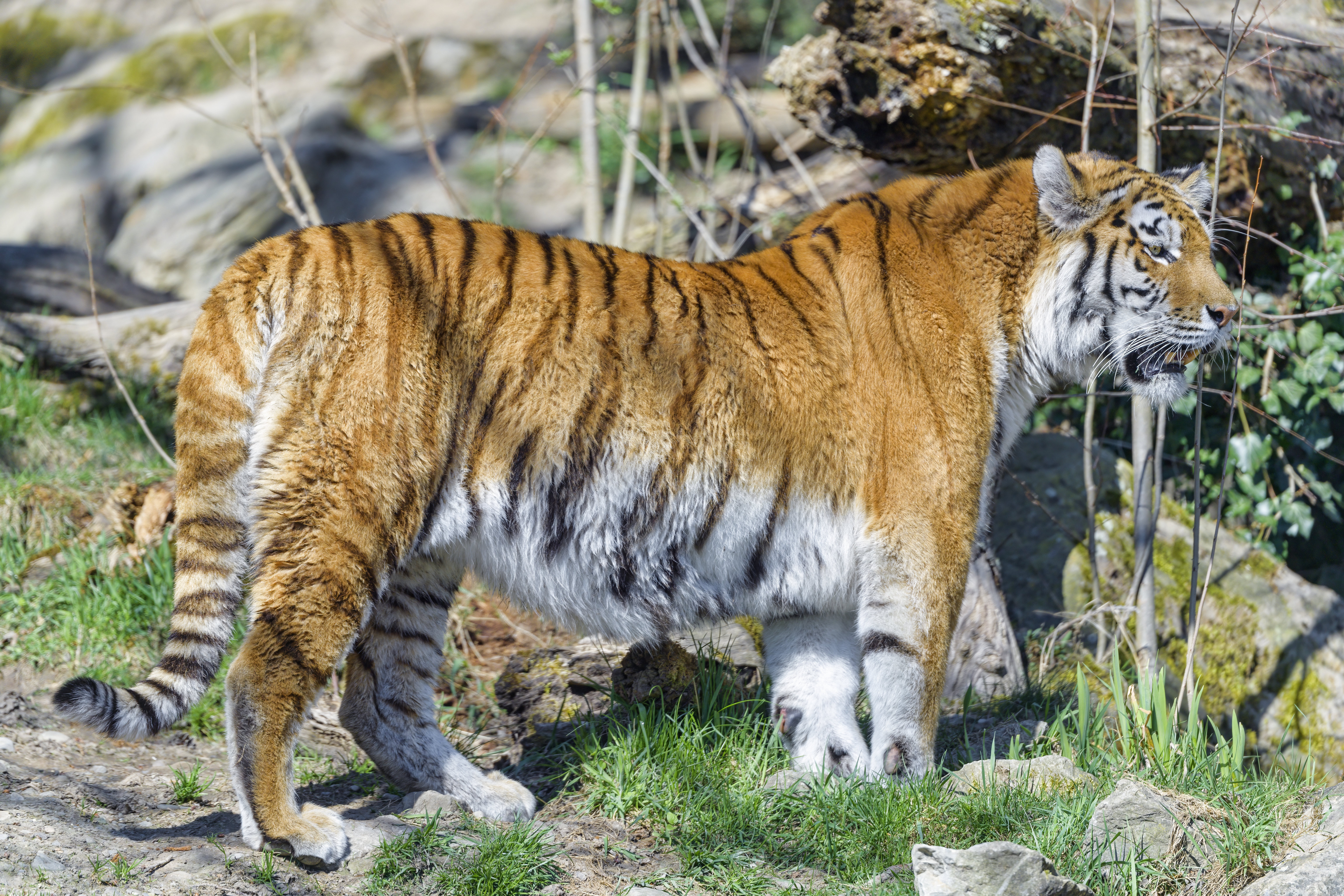 Tiger Glance Animal Predator Big-cat