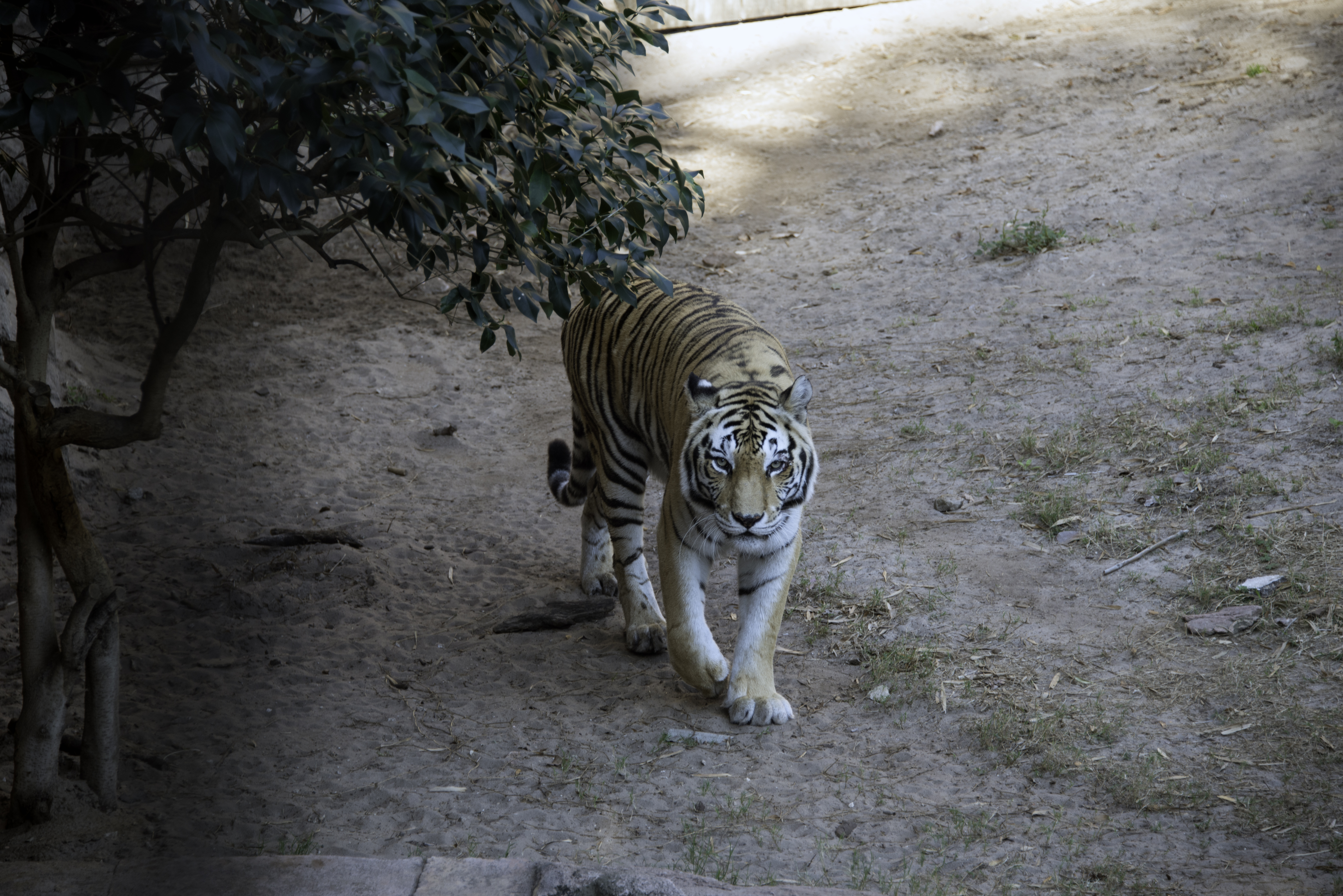 Tiger Glance Animal Predator Tree