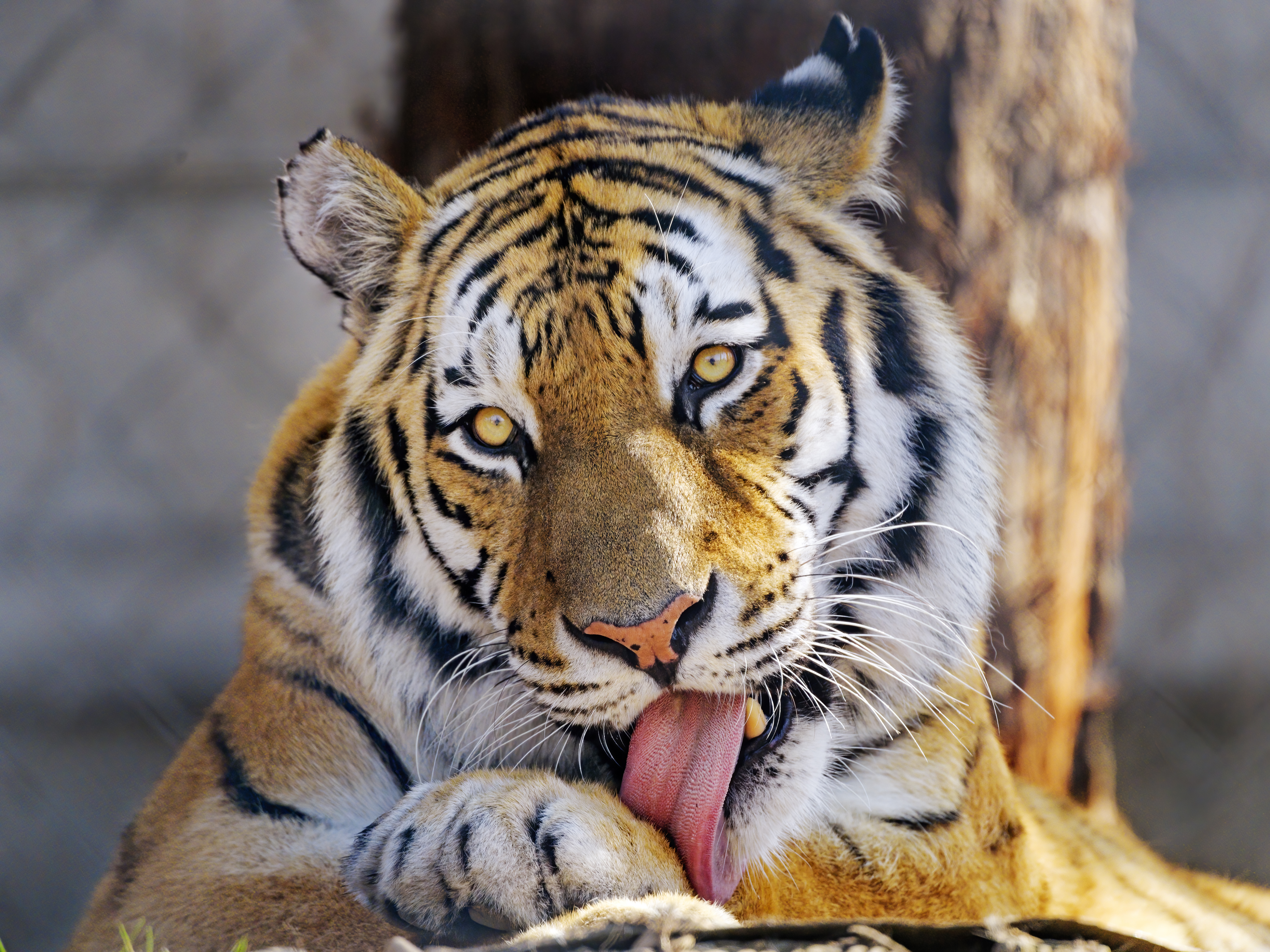 Tiger Glance Animal Protruding-tongue Big-cat