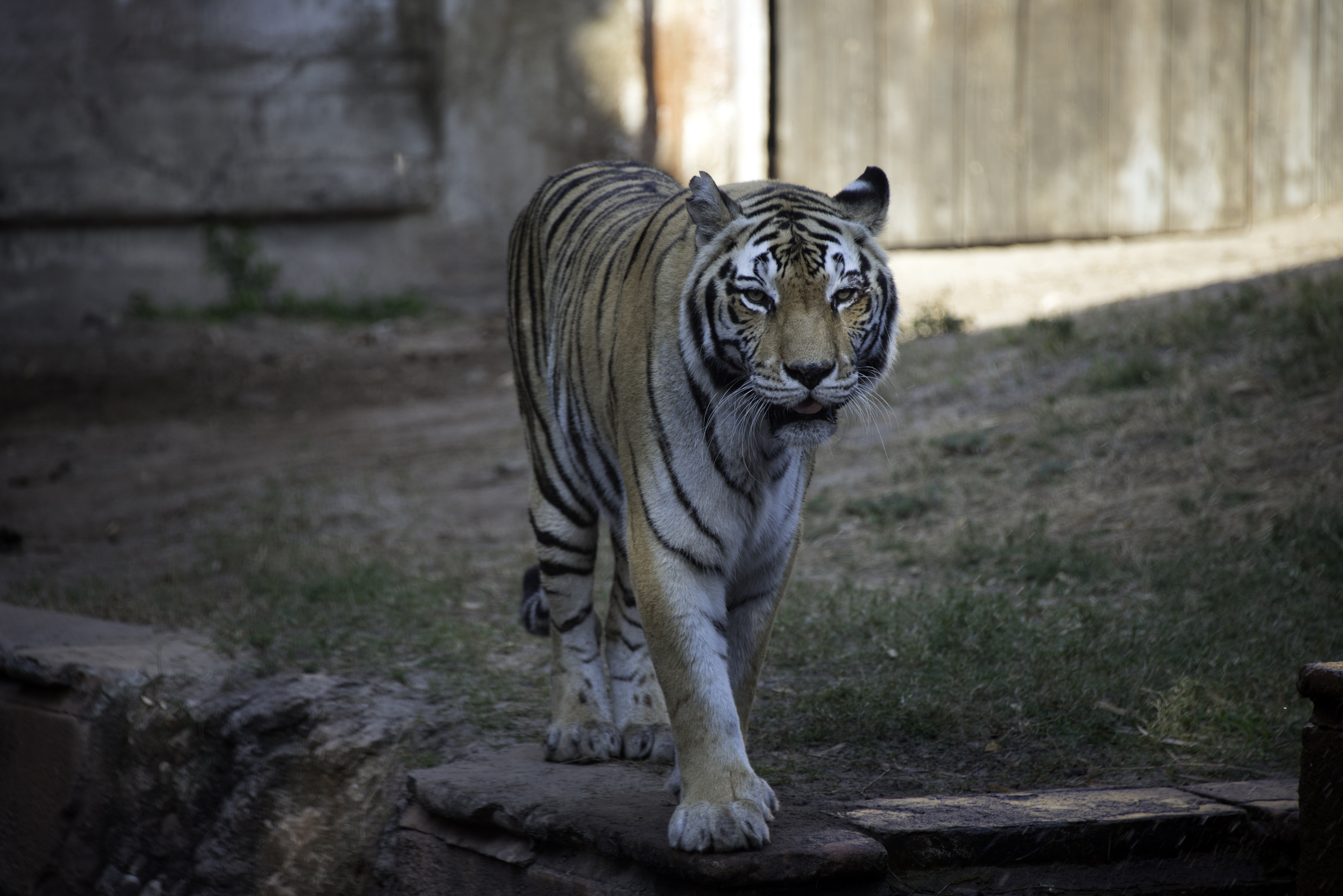 Tiger Glance Predator Animal