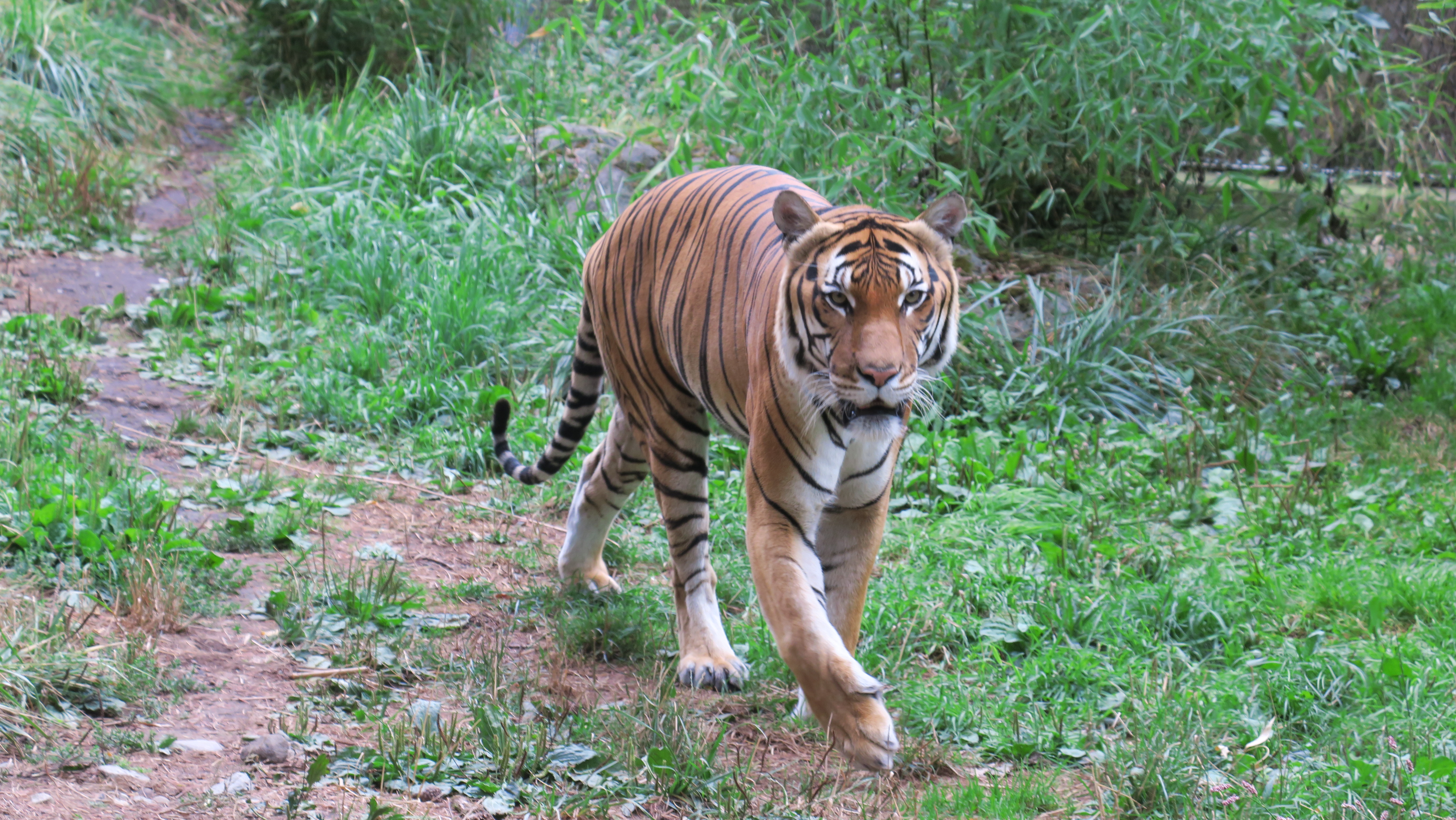 Tiger Predator Animal Big-cat Wildlife