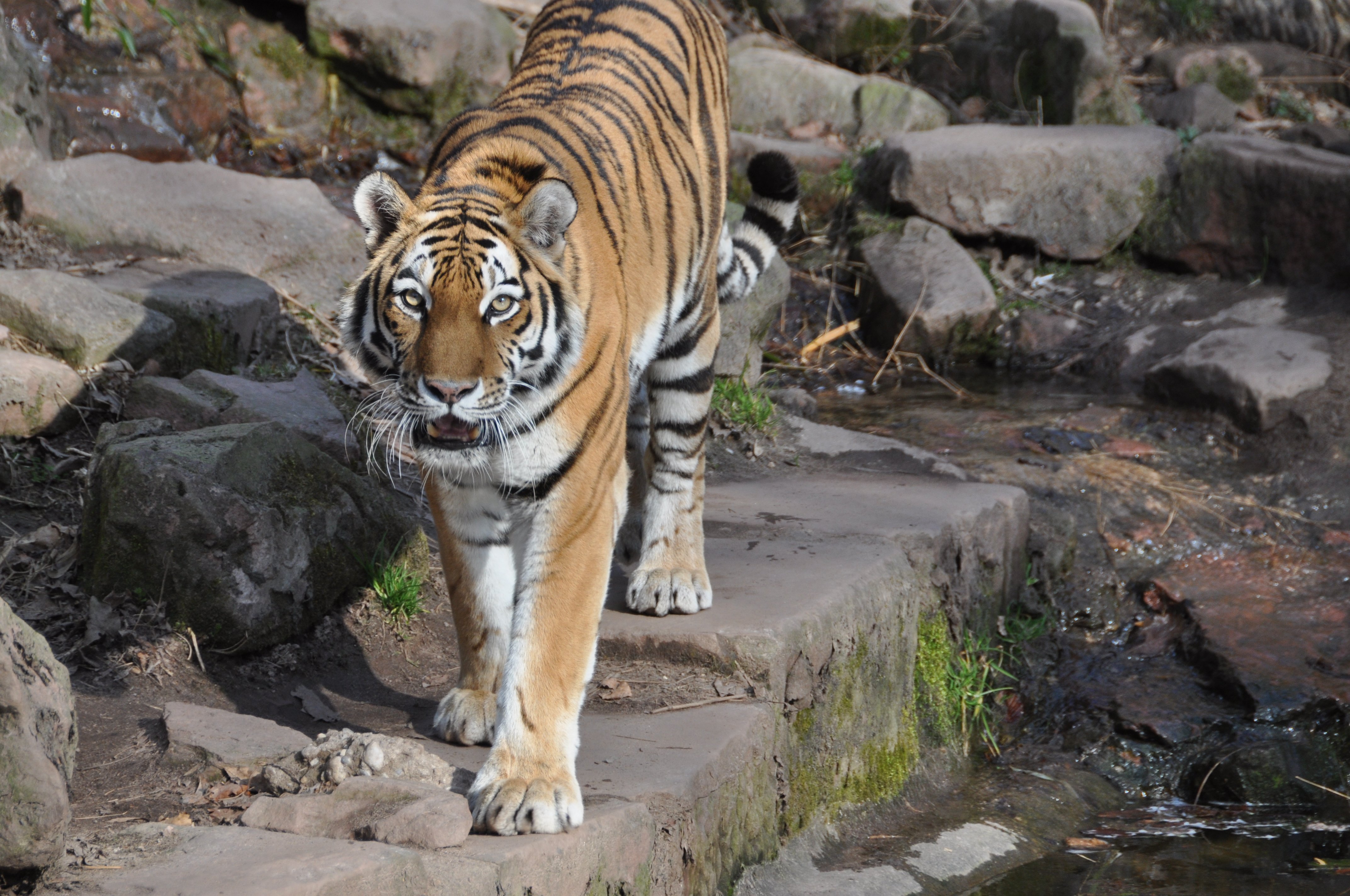 Tiger Predator Animal Roar Big-cat