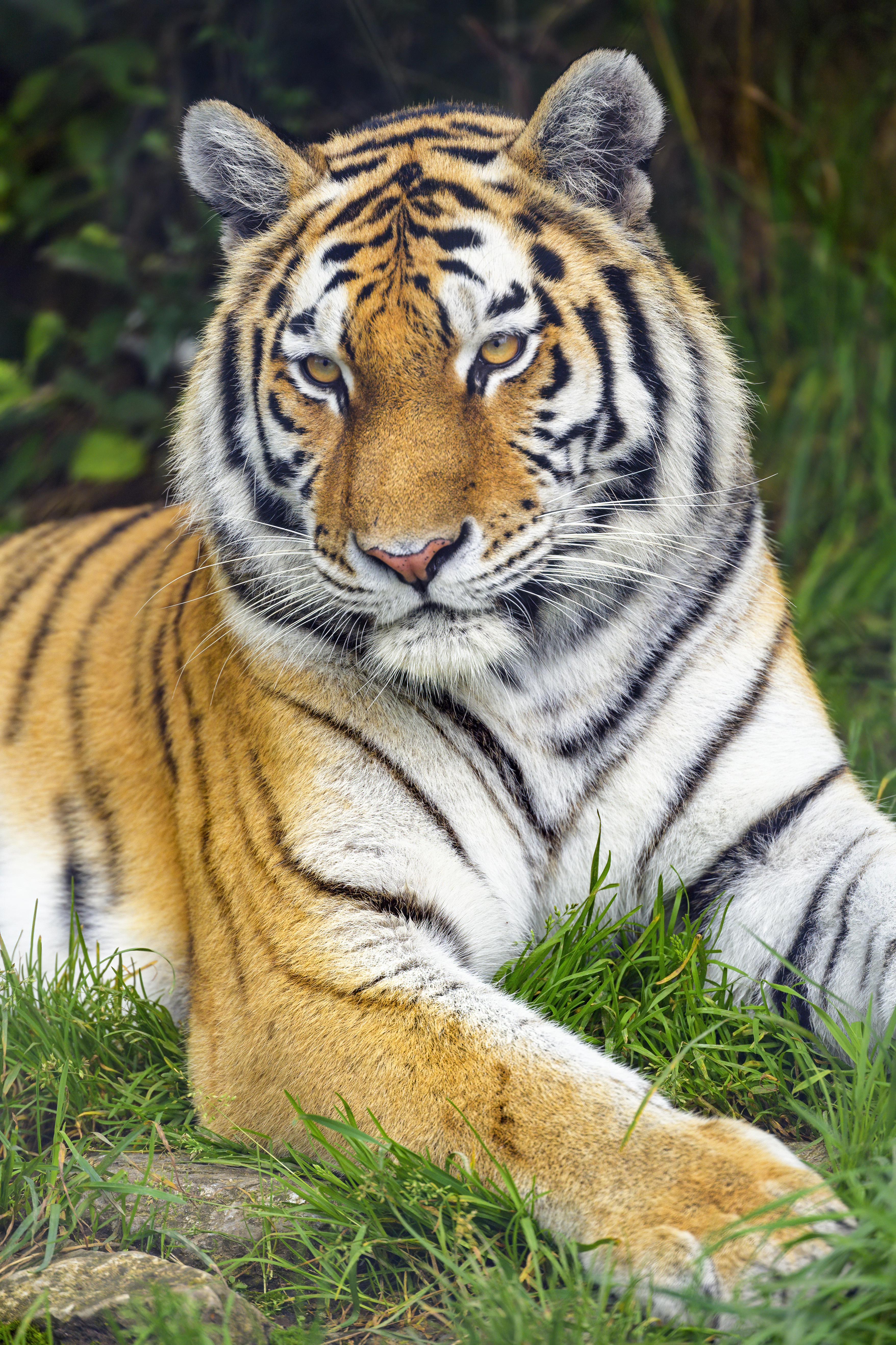 Tiger Predator Glance Animal