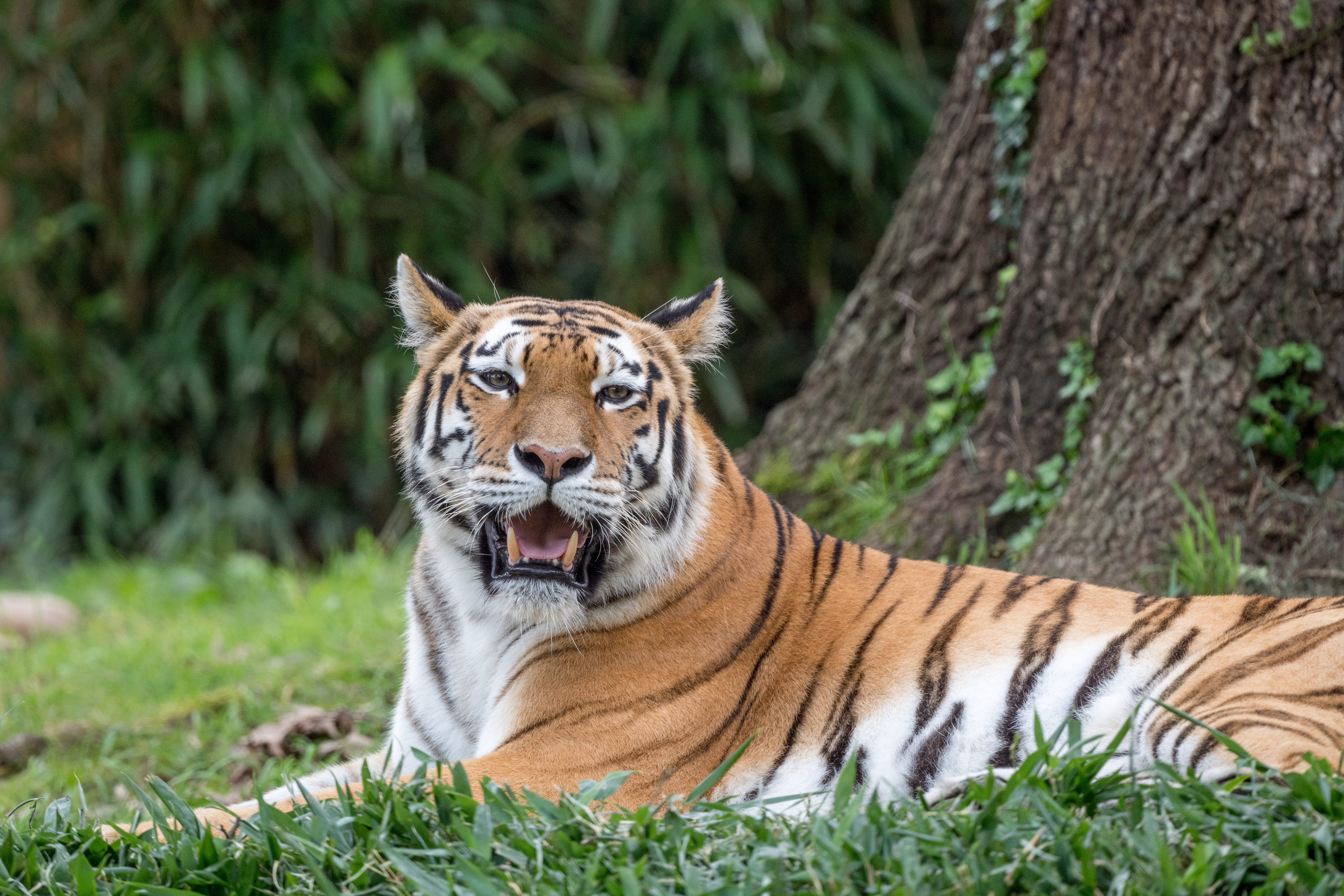 Tiger Roar Animal Predator Big-cat