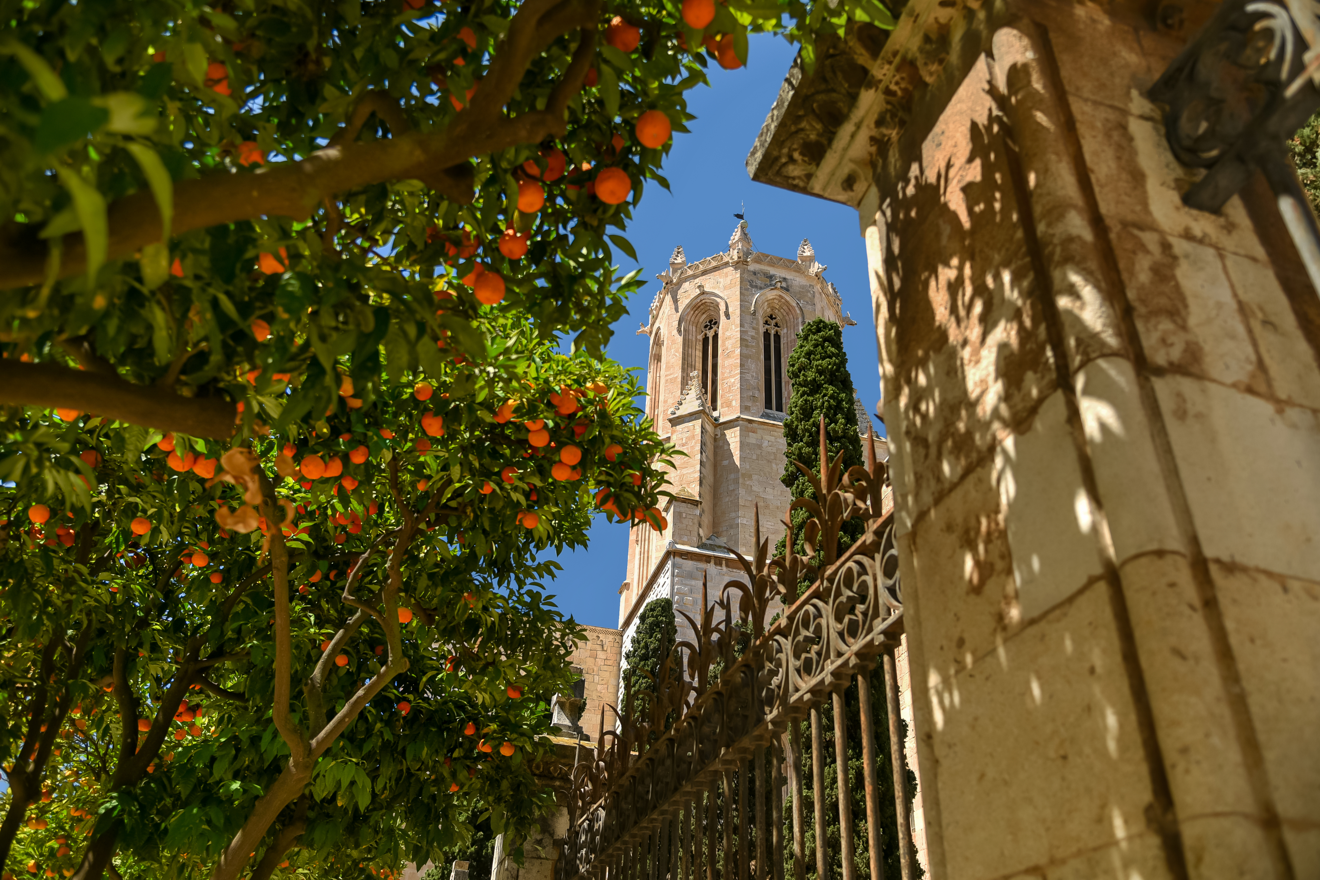 Tower Architecture Tree Citrus