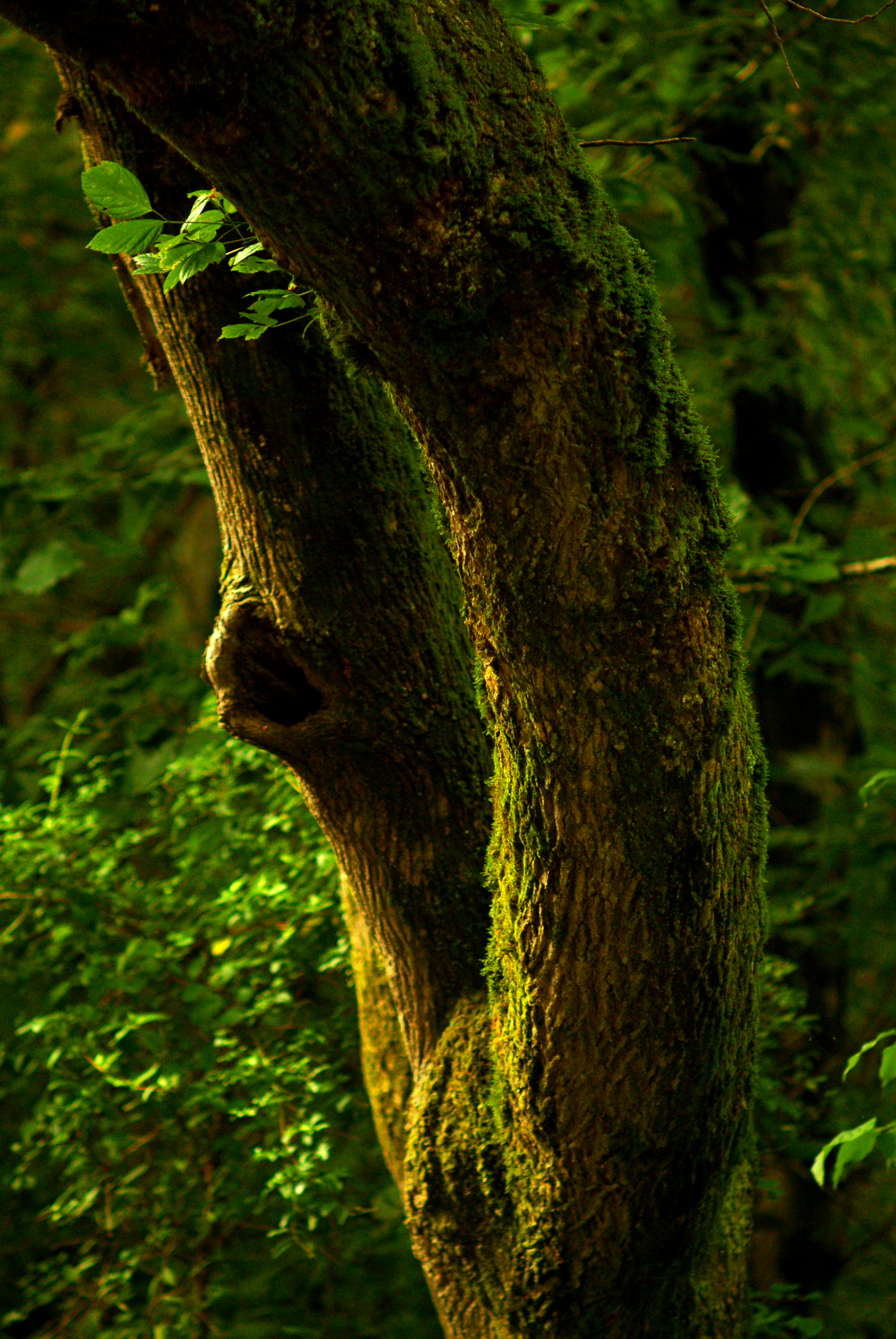 Tree Bark Moss Forest Nature