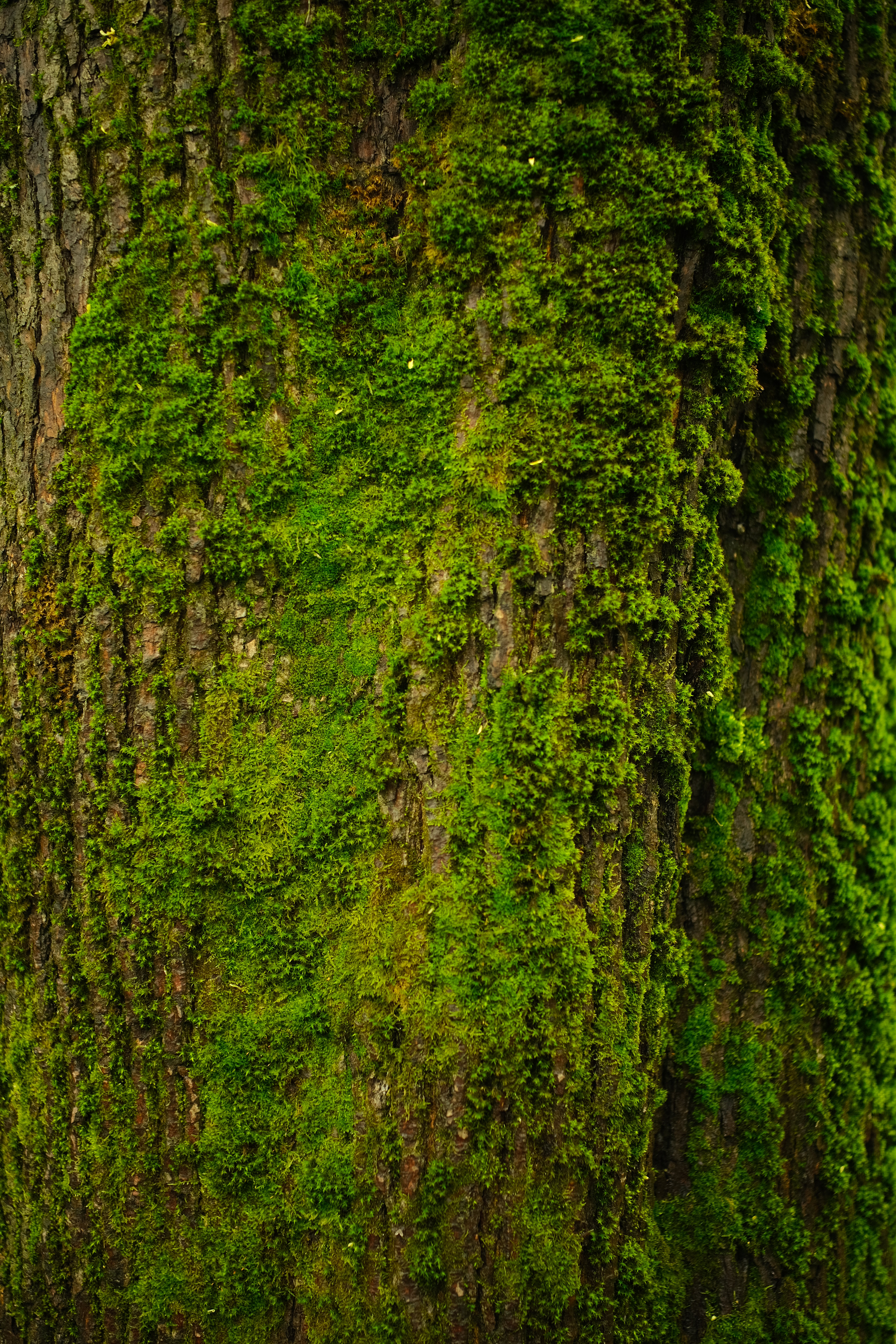 Tree Bark Moss Texture