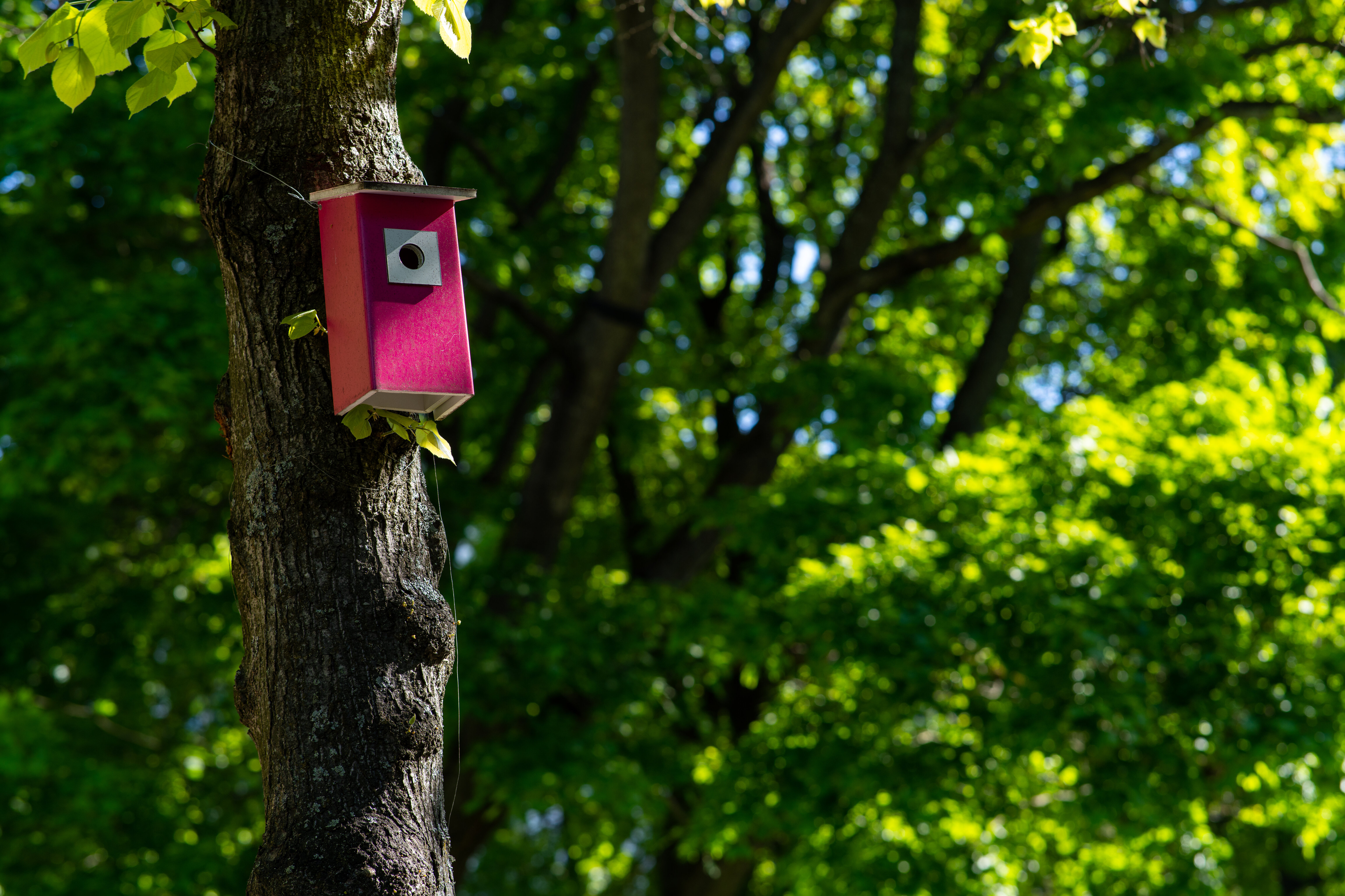 Tree Birdhouse Leaves Nature