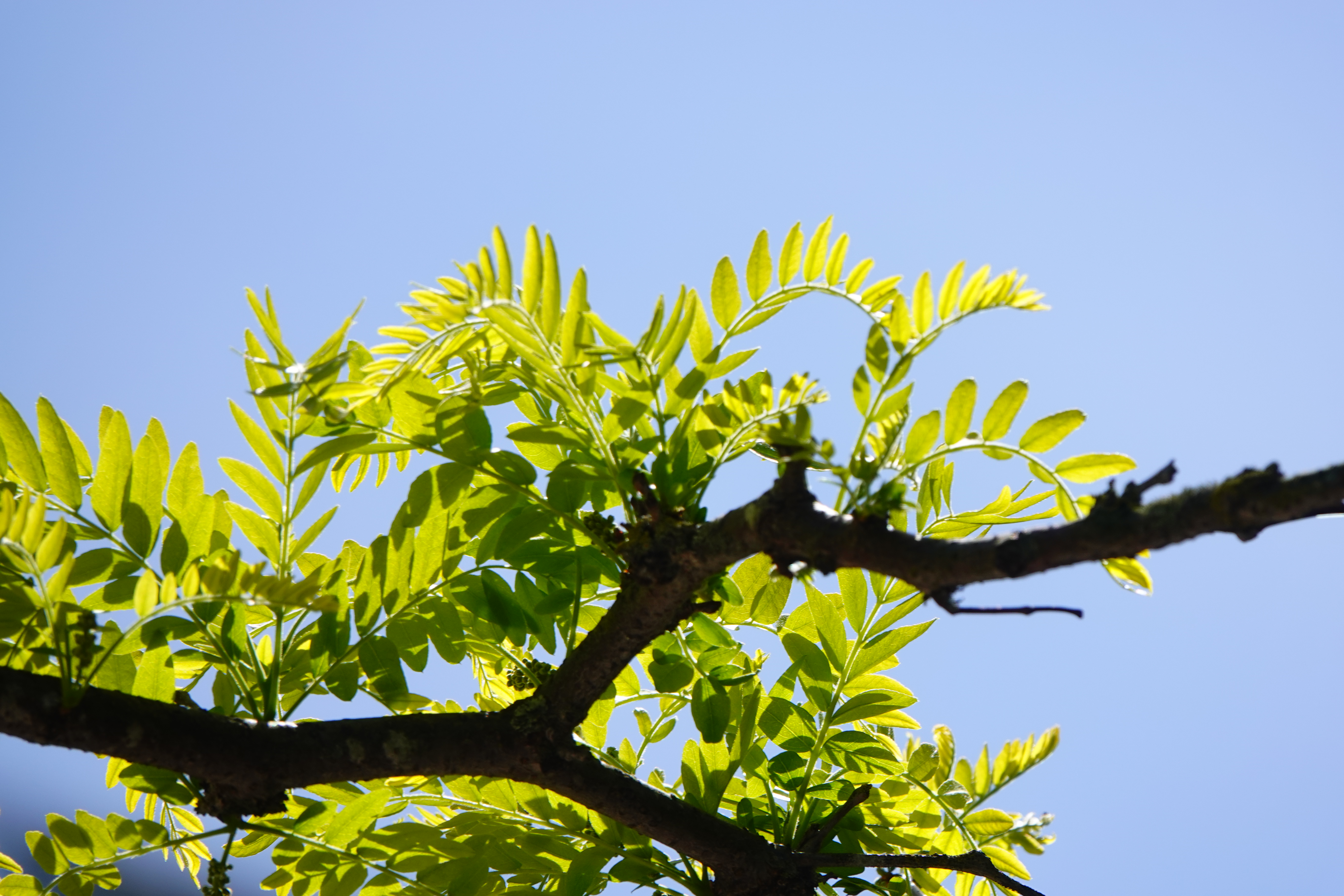 Tree Branch Leaves Macro Green