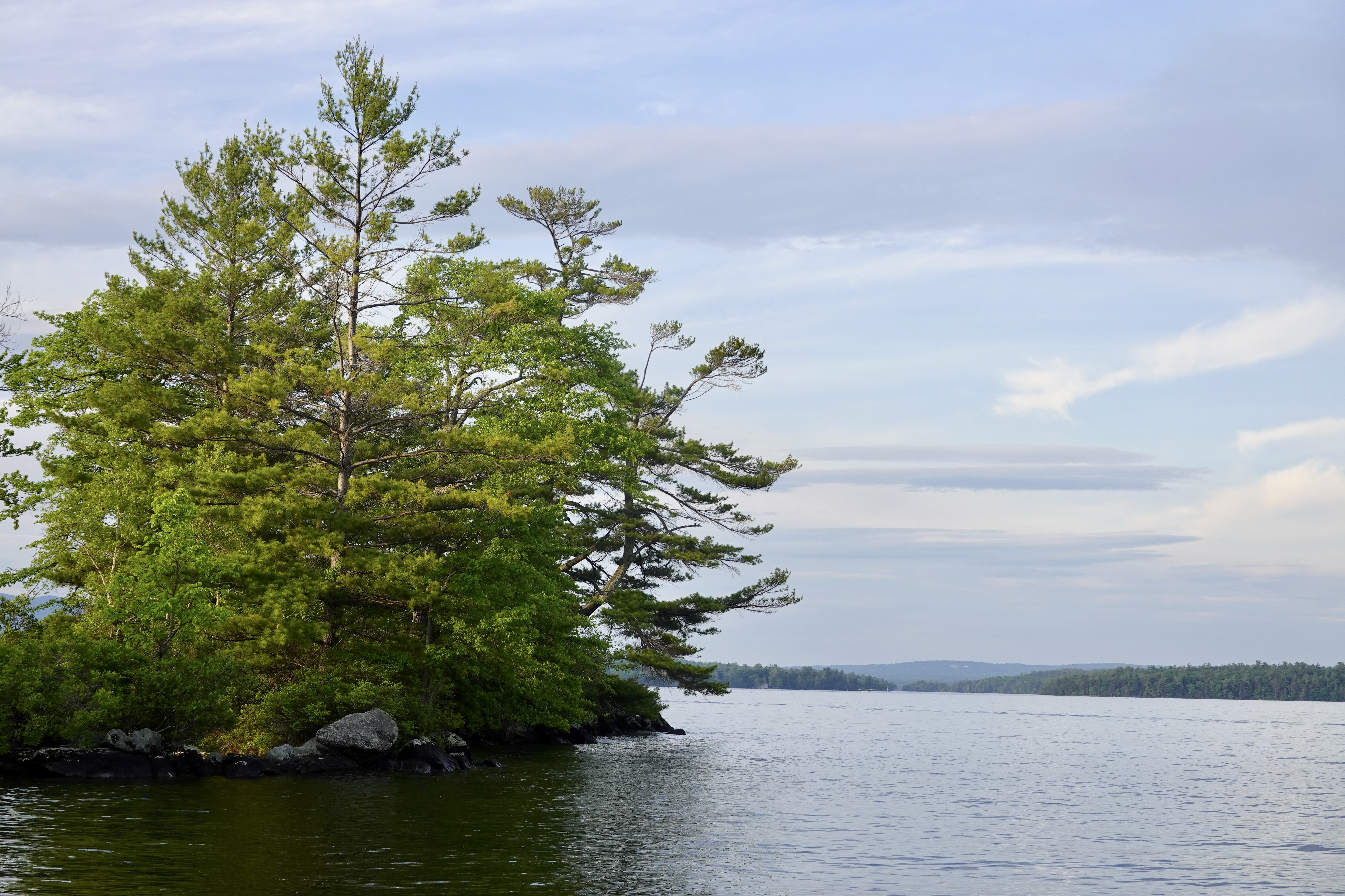 Tree Branches Lake Waves Landscape