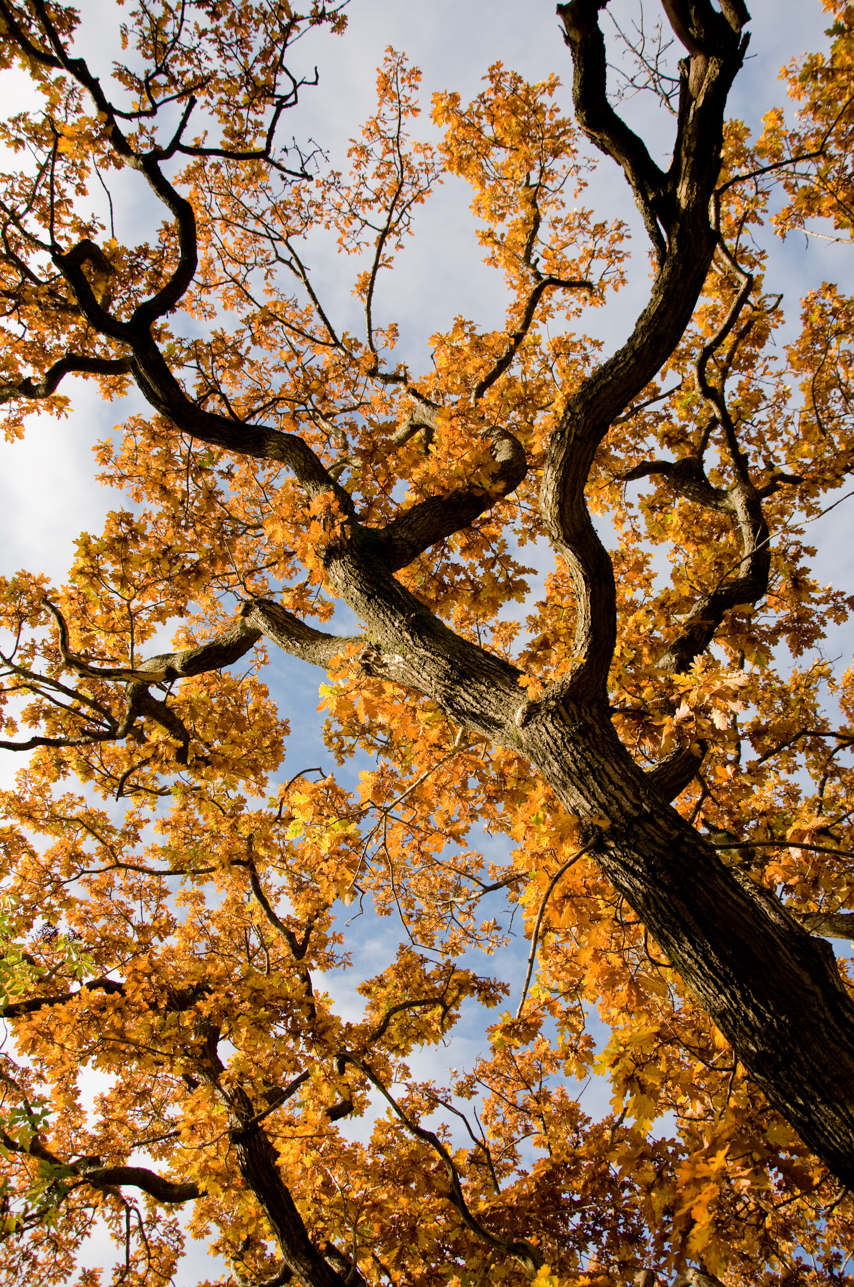 Tree Branches Leaves Autumn Yellow