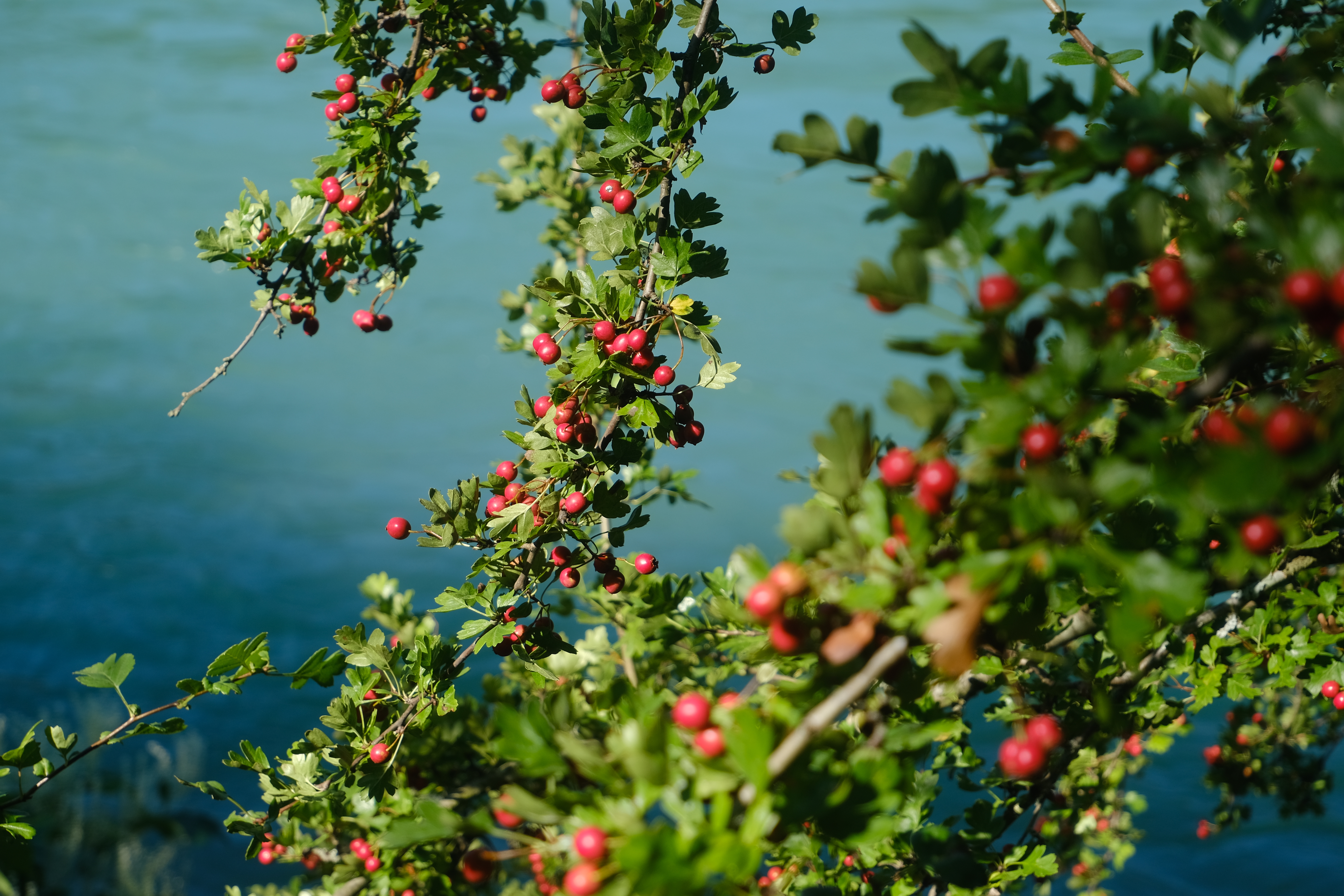 Tree Branches Leaves Berries Macro