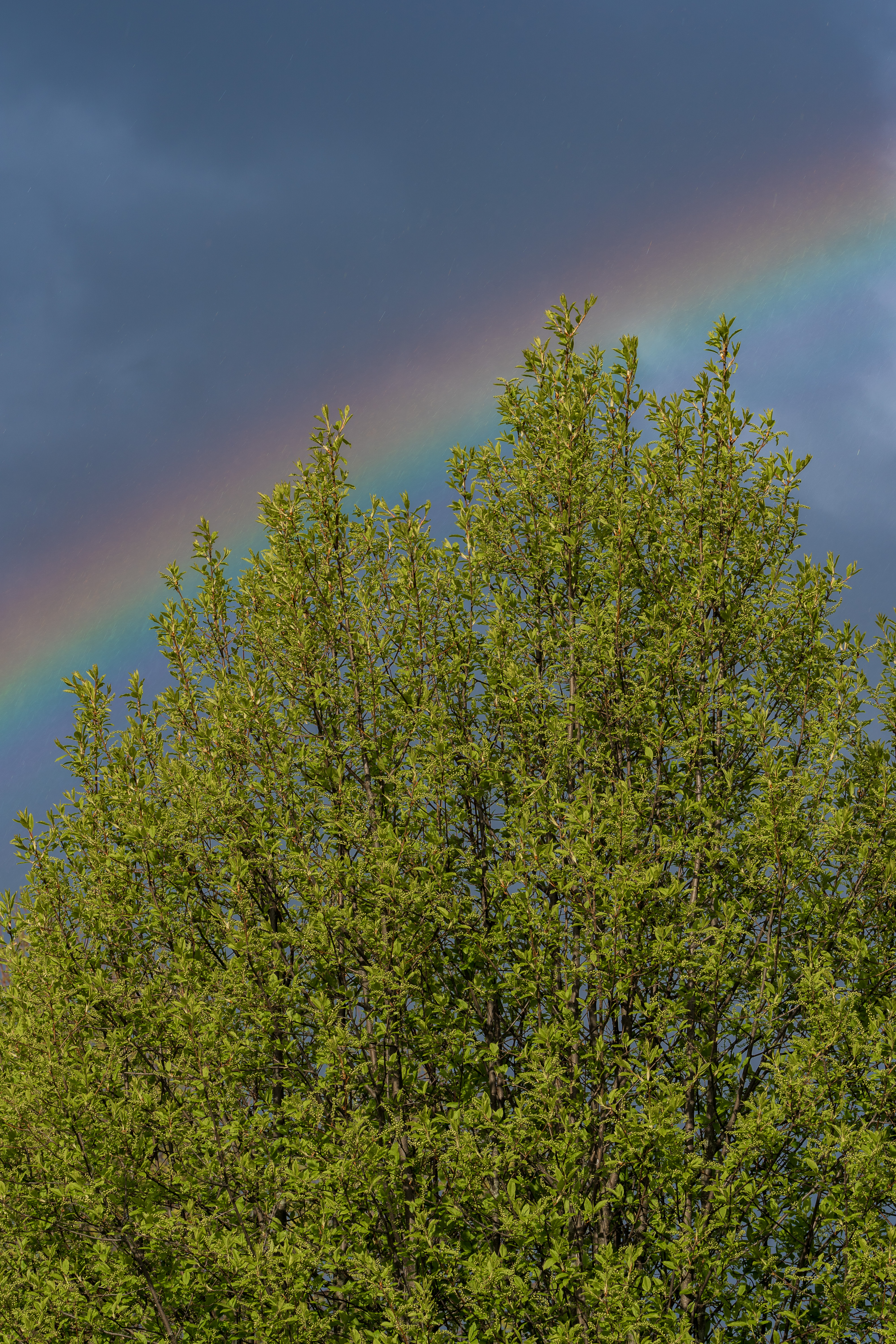 Tree Branches Leaves Rainbow Nature