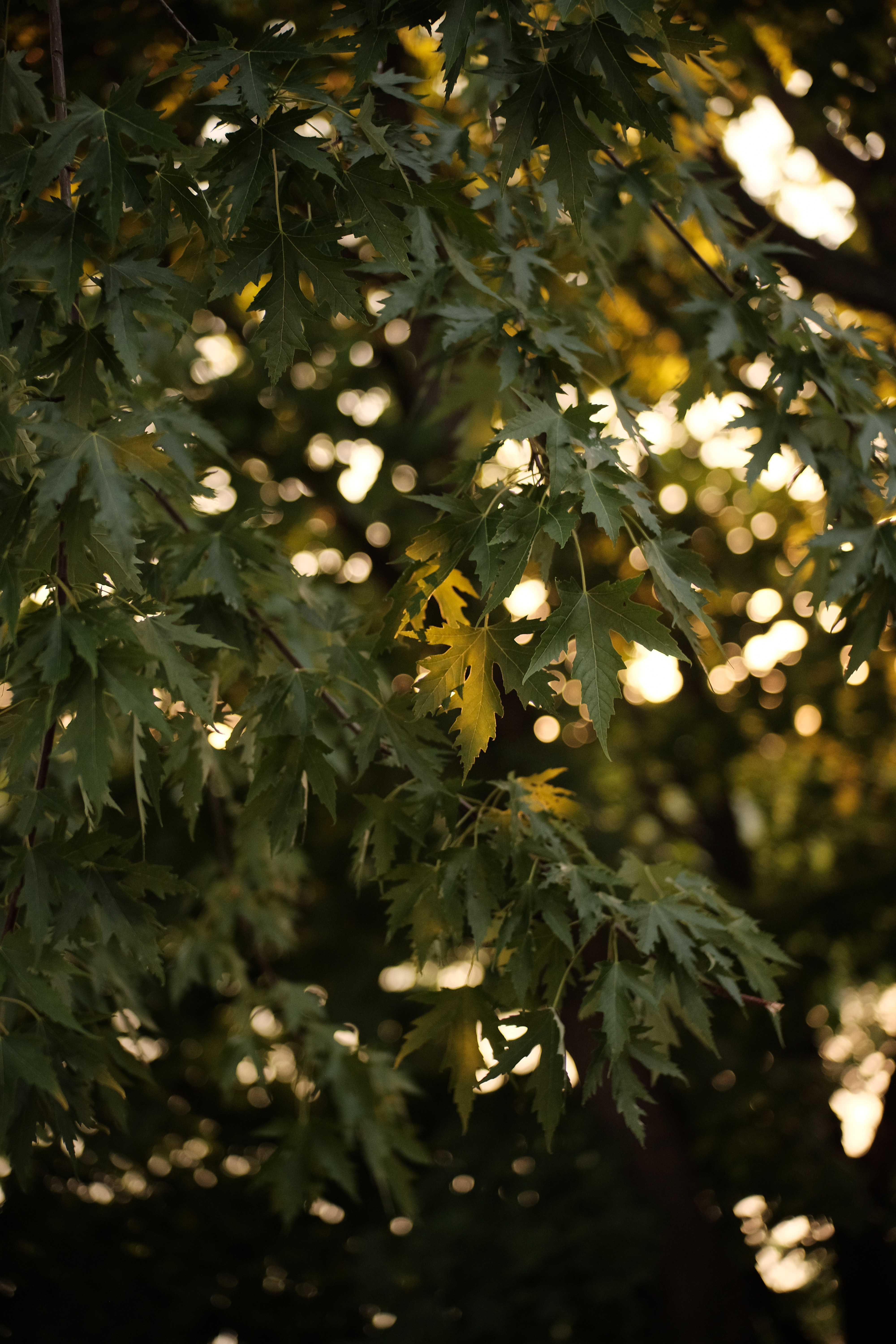 Tree Branches Leaves Sun Light Macro