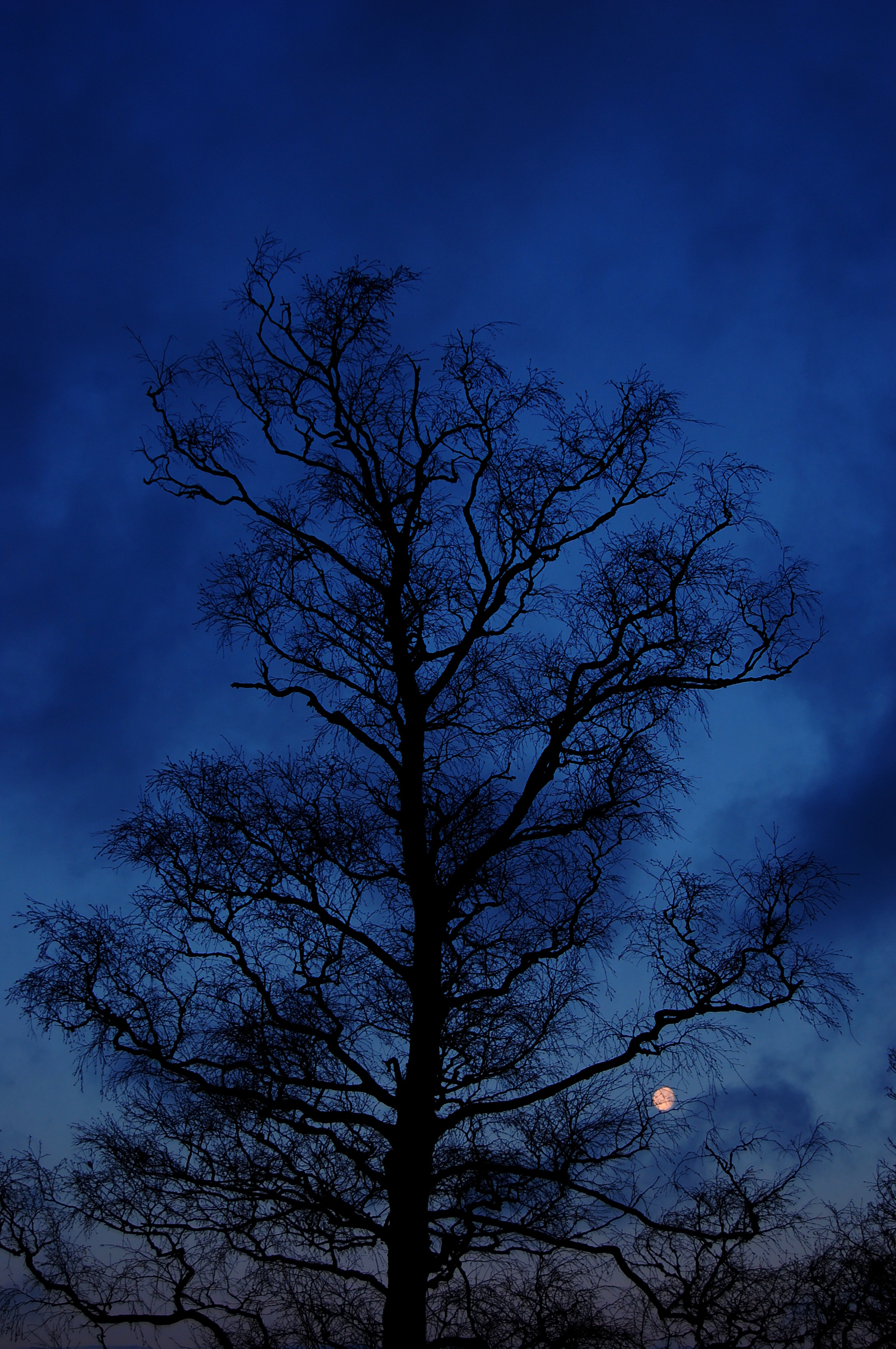 Tree Branches Silhouette Night Sky Dark