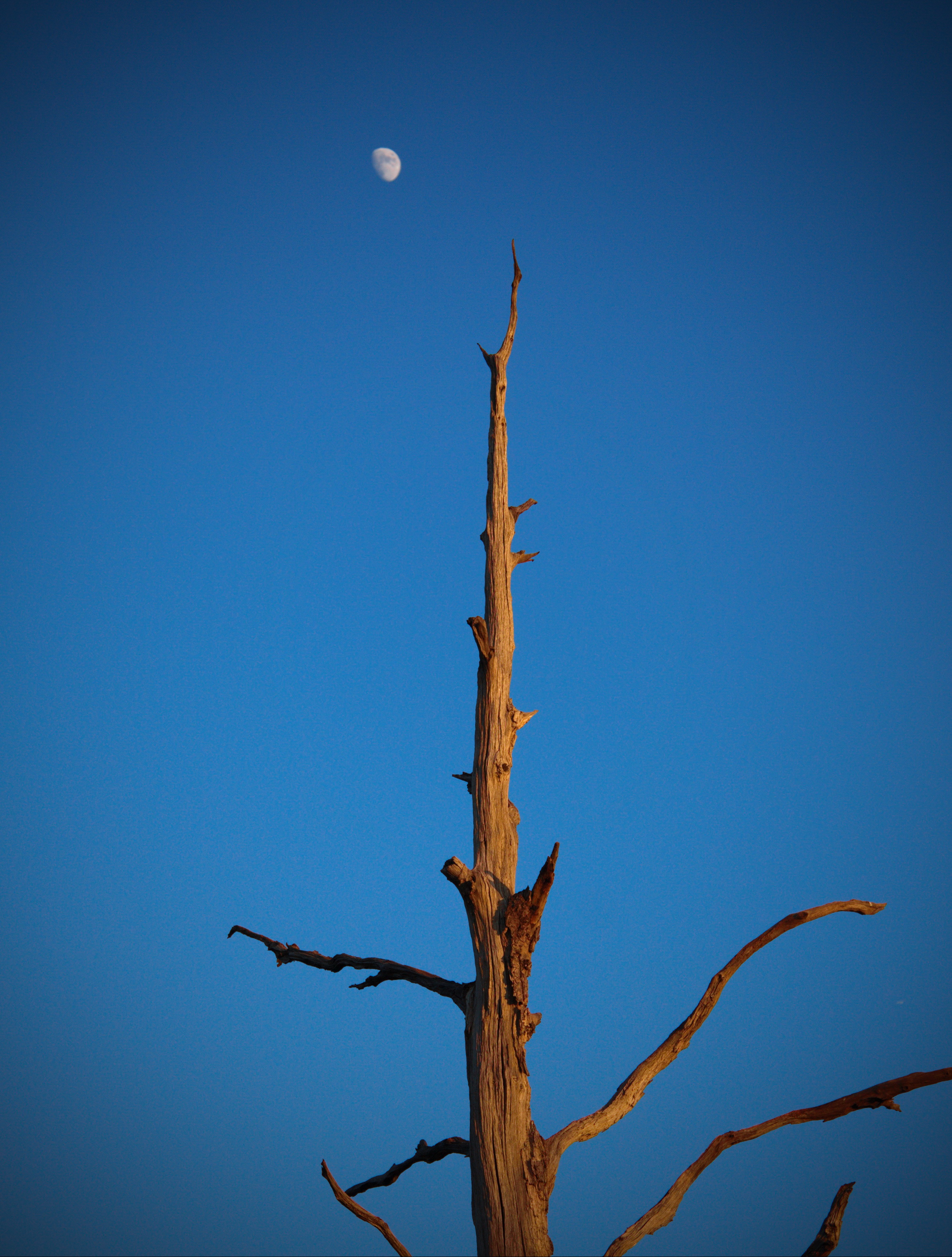 Tree Branches Sky Moon Minimalism
