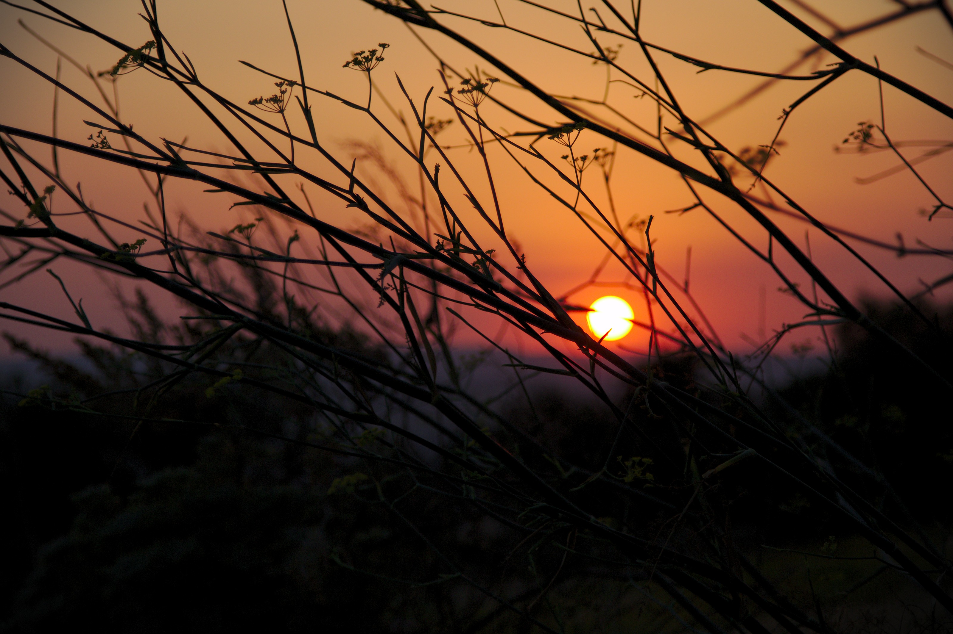 Tree Branches Sun Sunset Dark