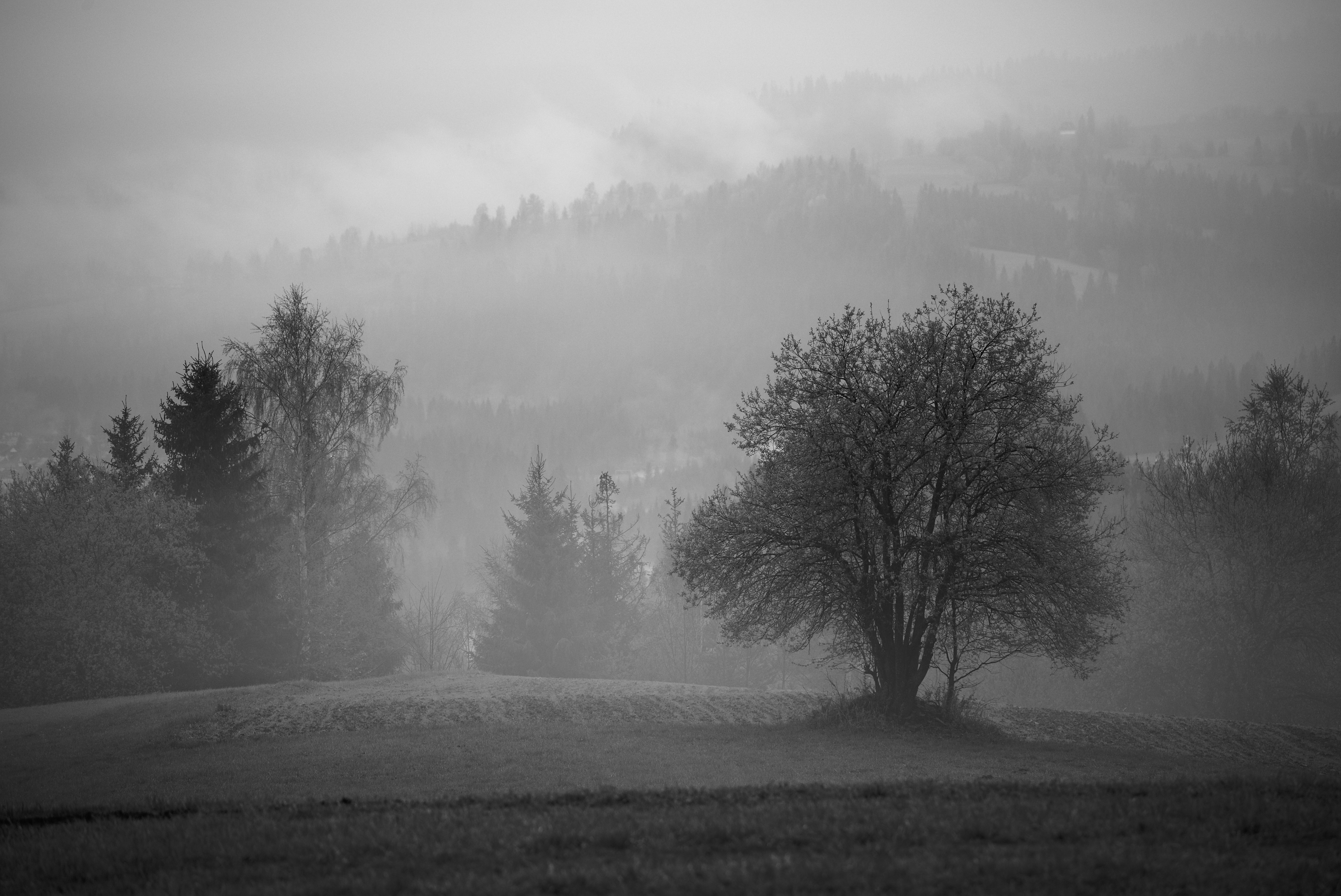 Tree Field Fog Landscape Black-and-white