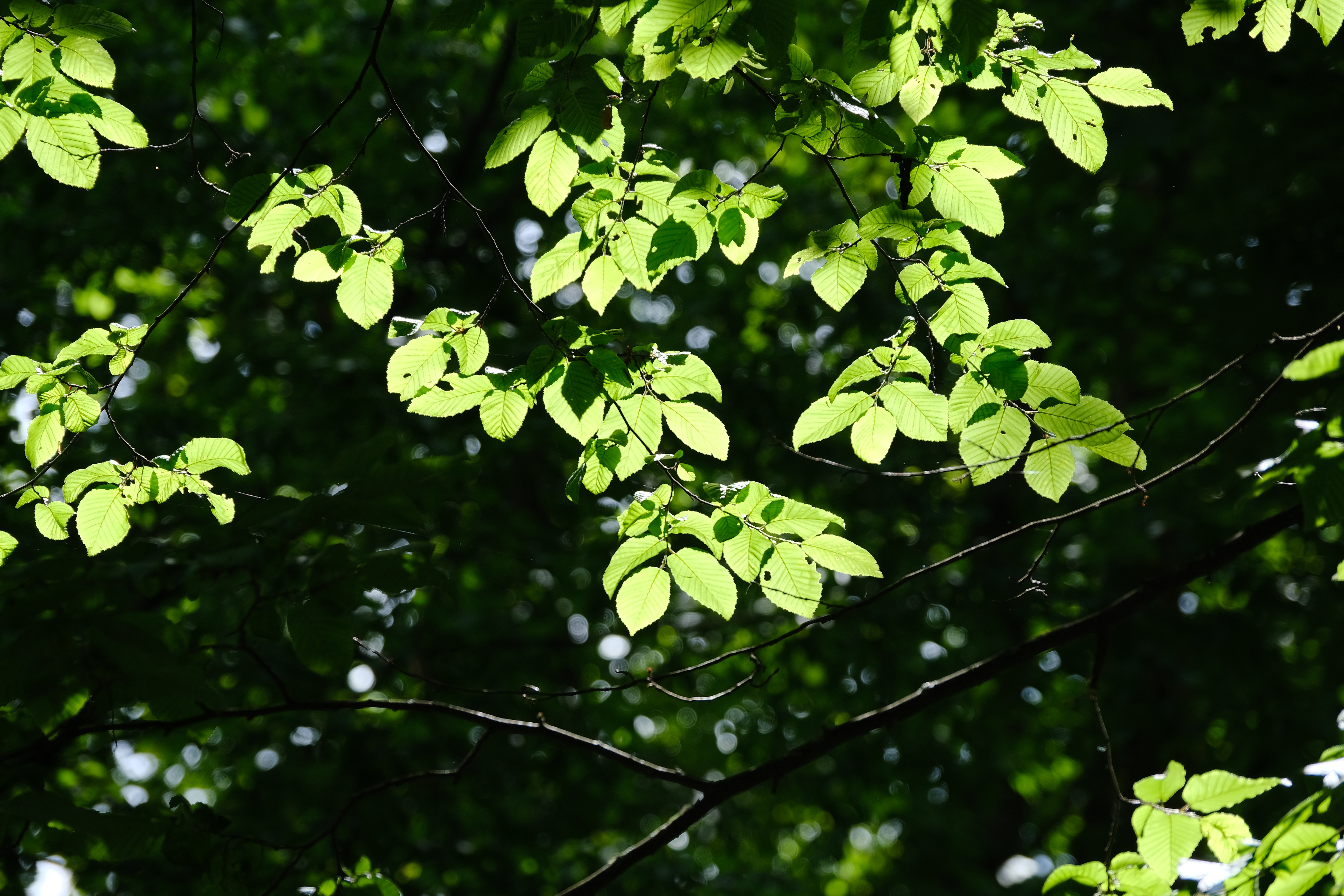 Tree Leaves Branches Macro Green