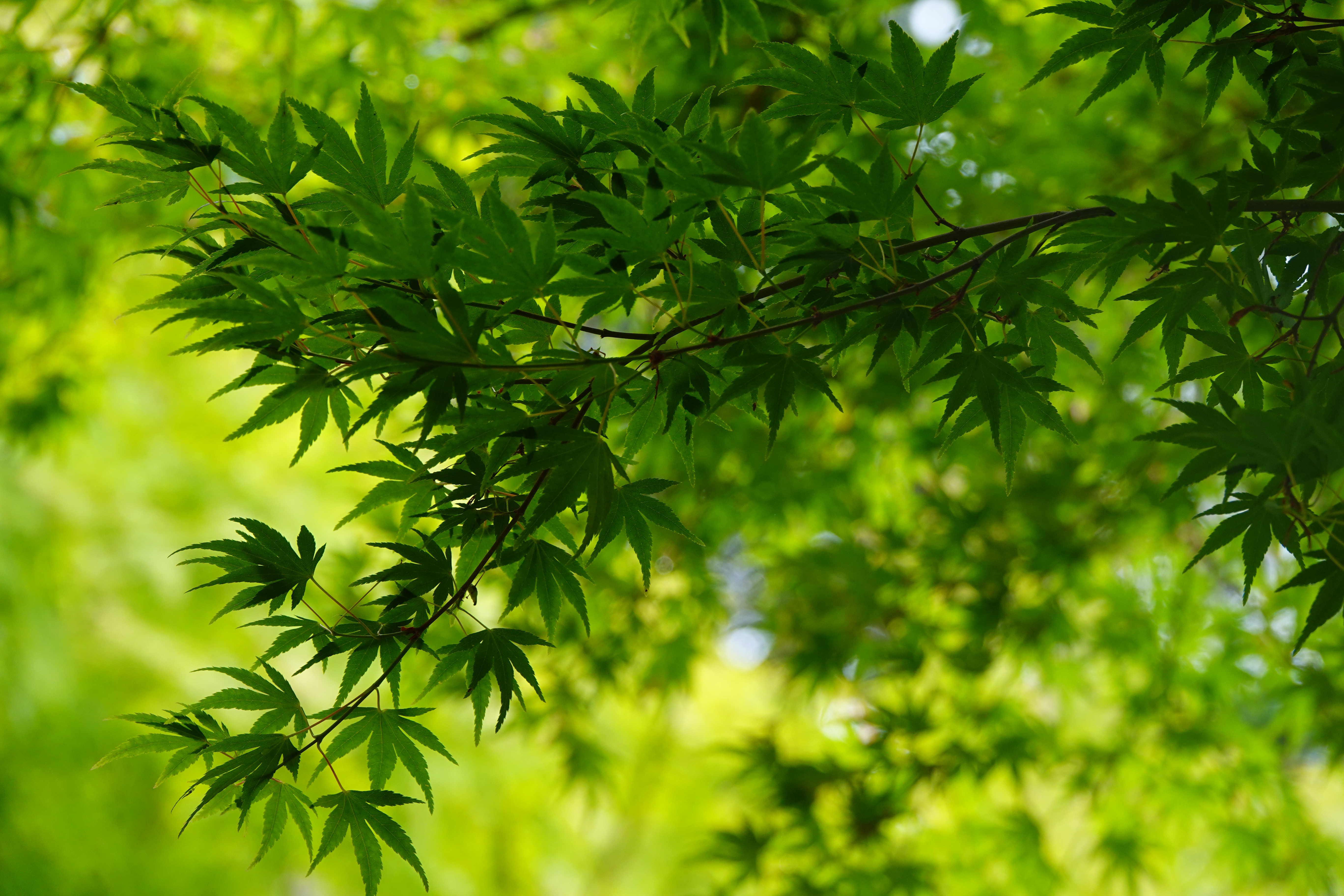 Tree Leaves Green Macro