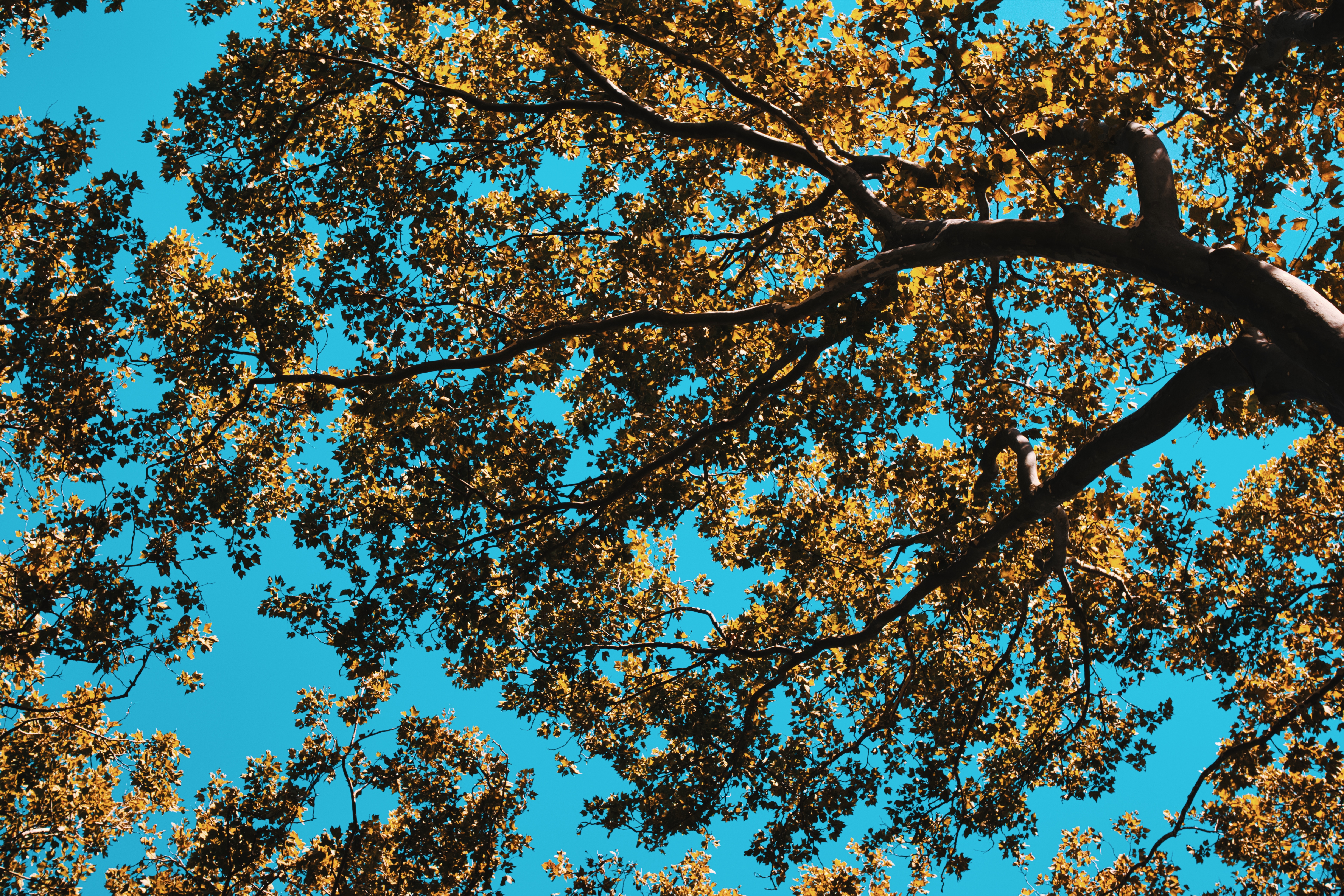 Tree Leaves Sky Nature