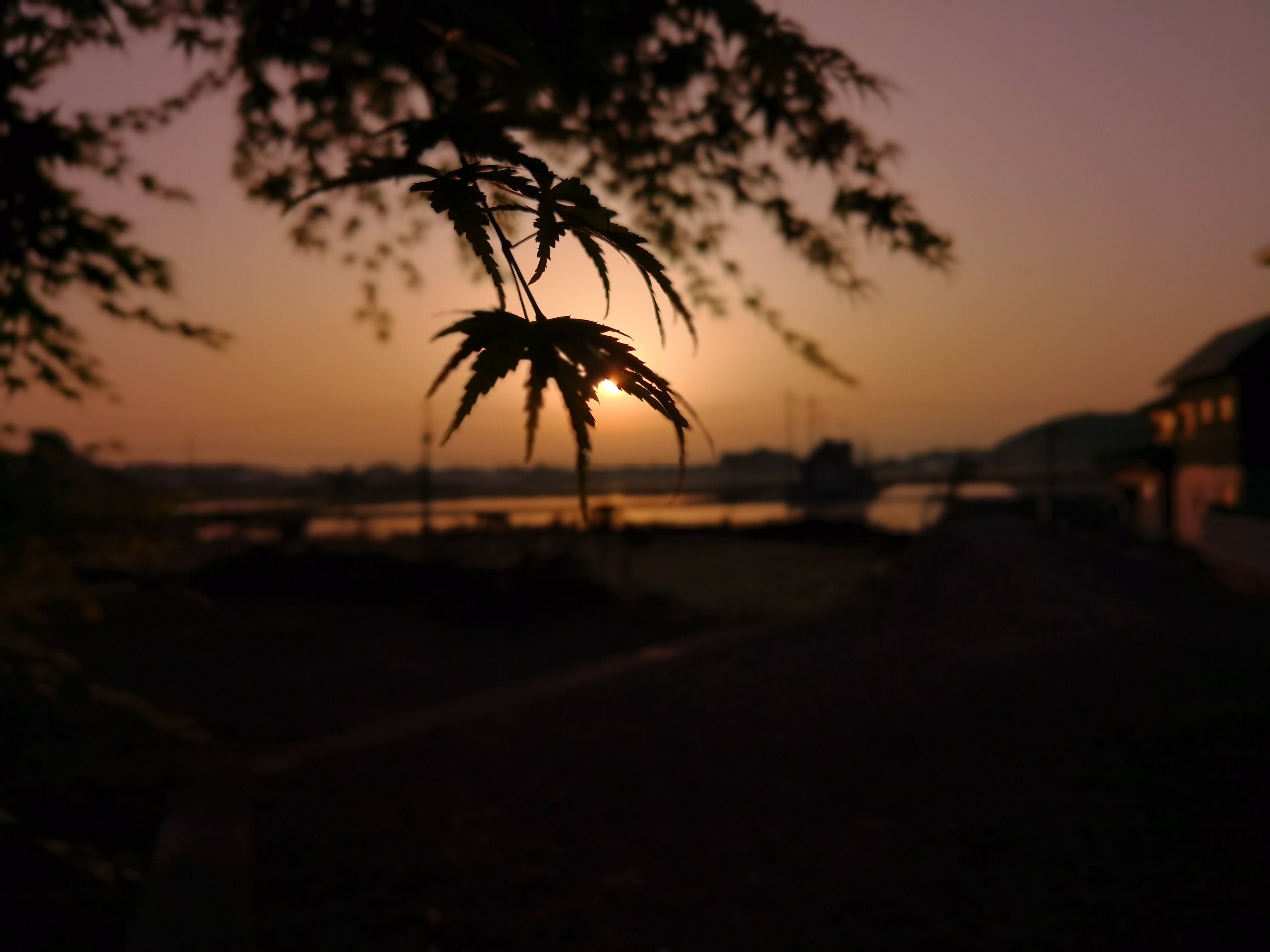 Tree Leaves Sun Sunset Dark