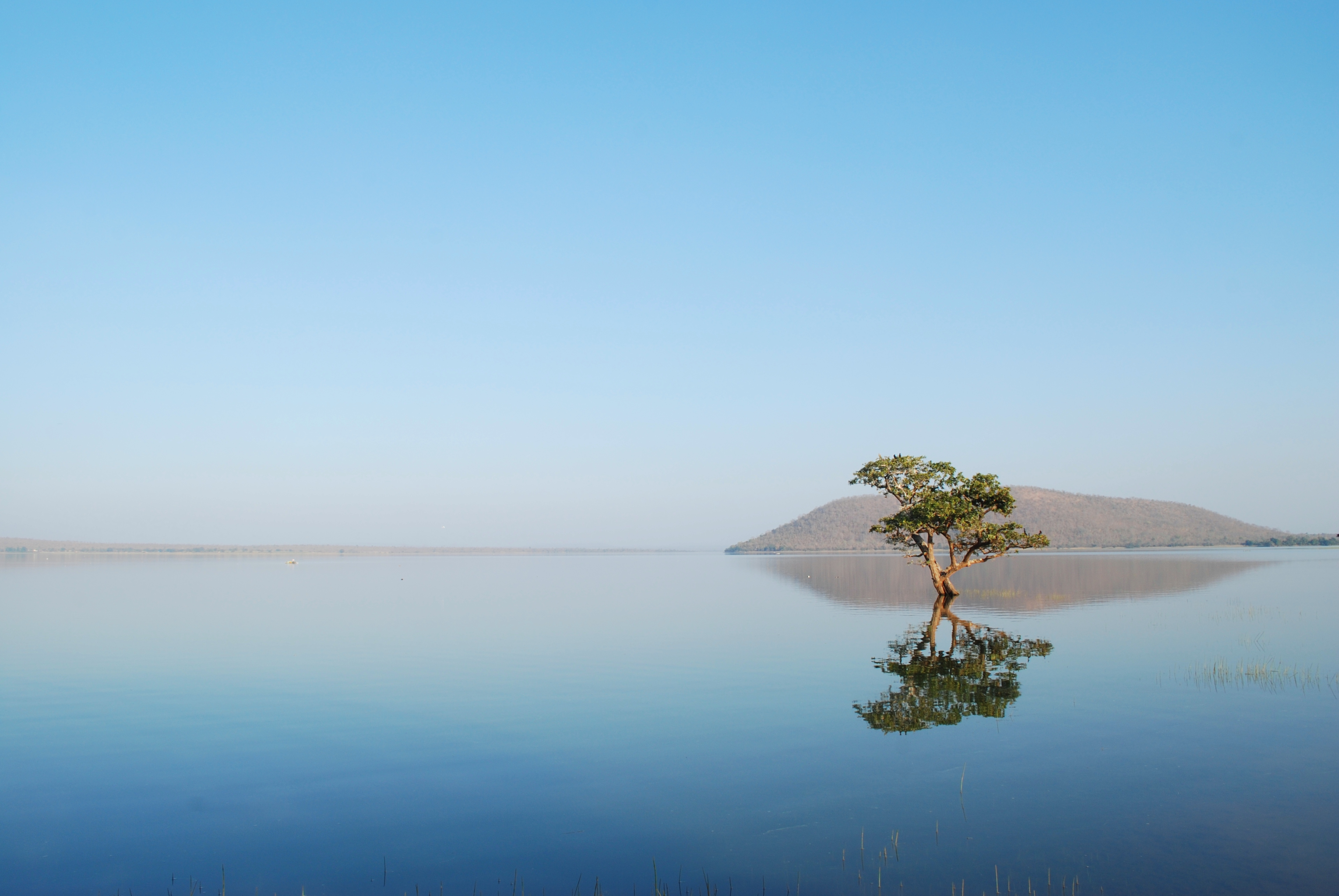 Tree Sea Reflection Nature Landscape