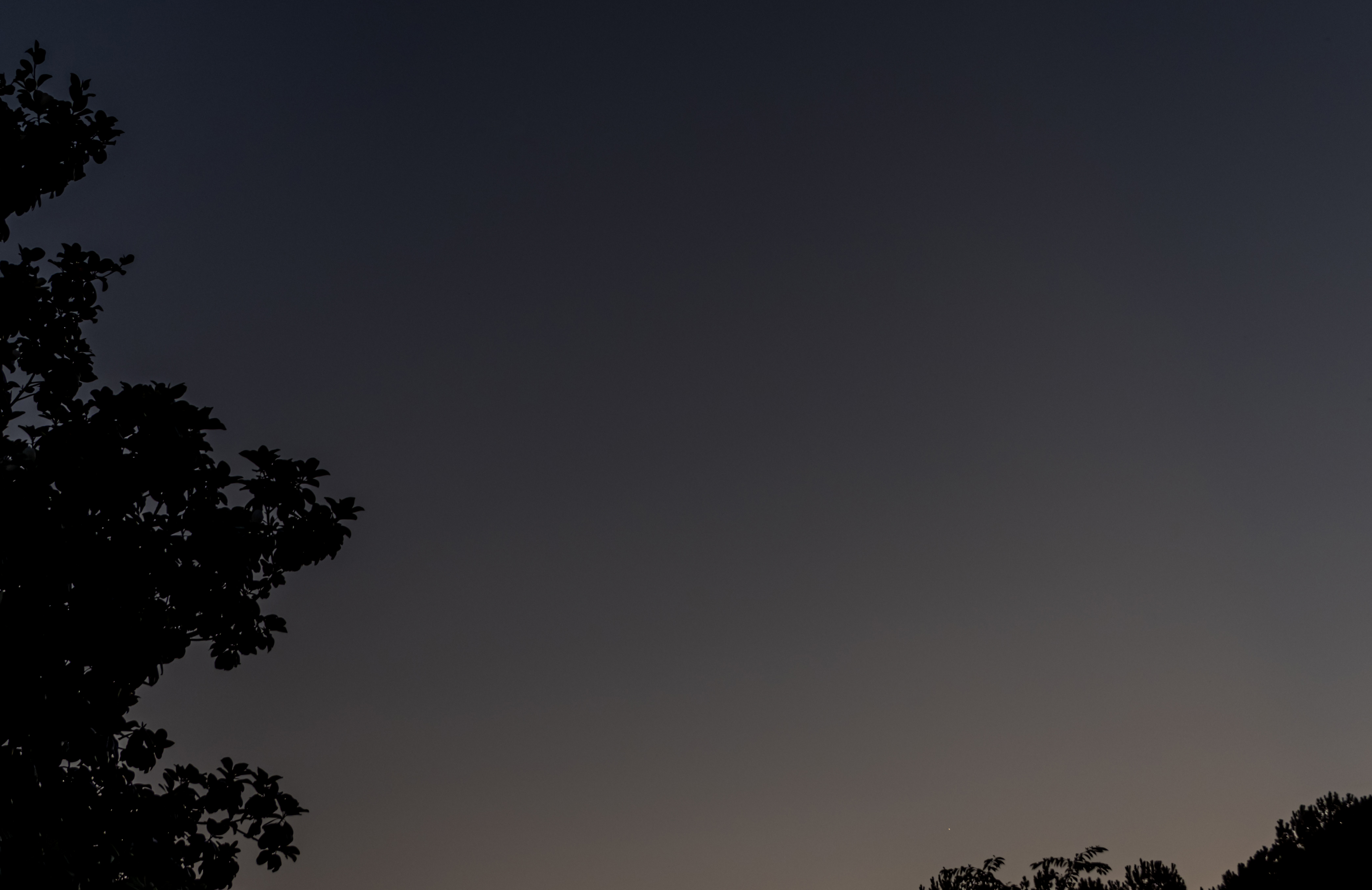 Tree Silhouette Sky Night Dark