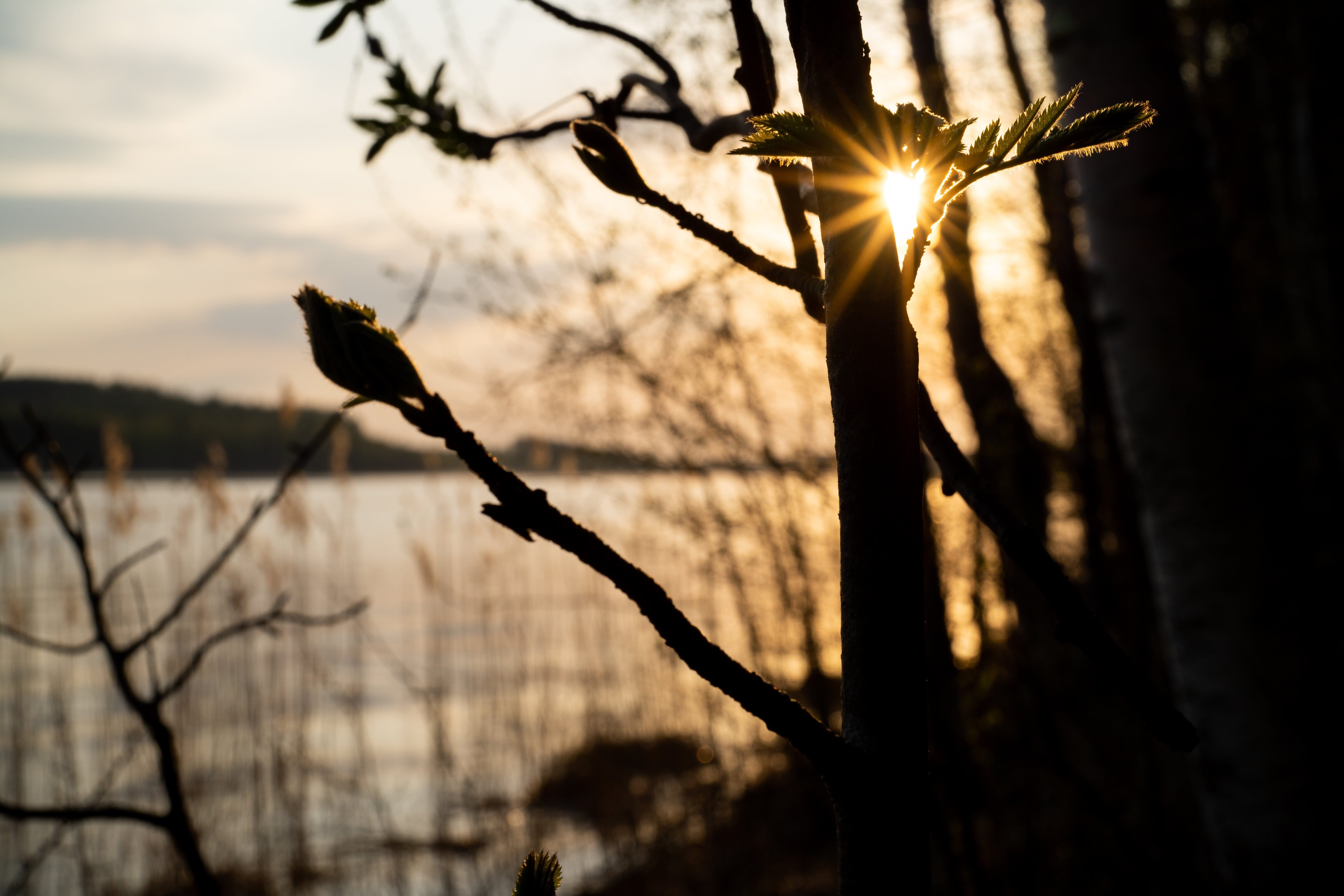 Tree Sprouts Sun Rays Sunset Dark