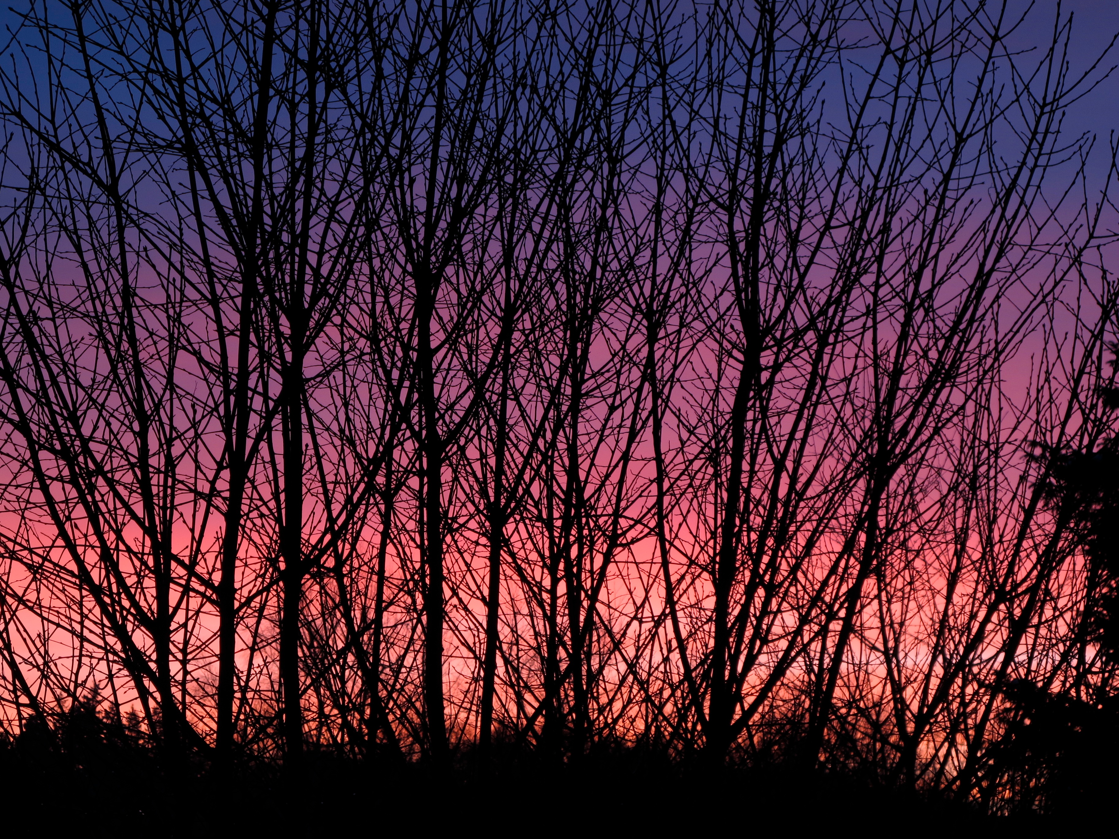 Trees Branches Silhouettes Twilight Dark