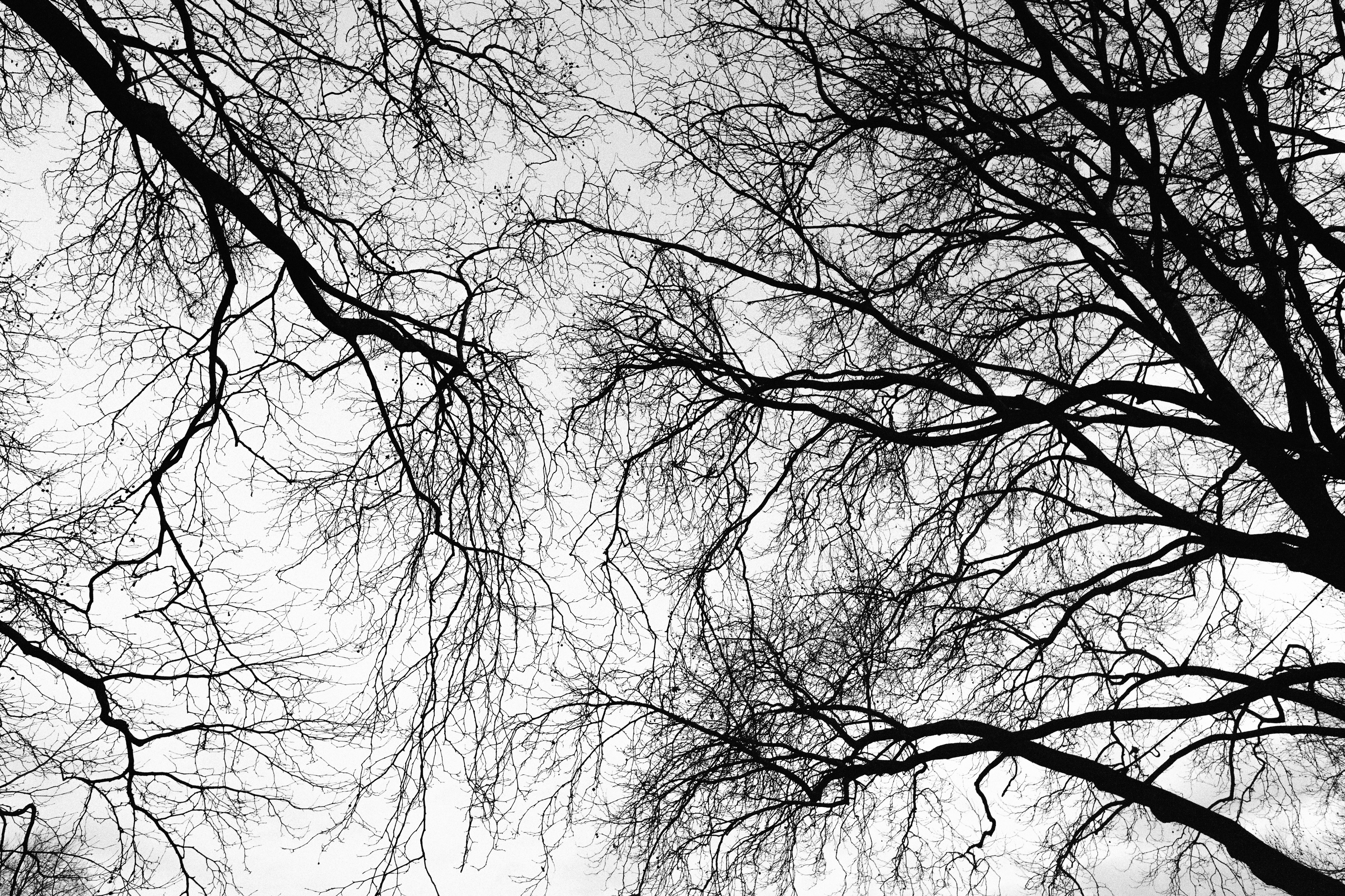 Trees Branches Sky Black-and-white