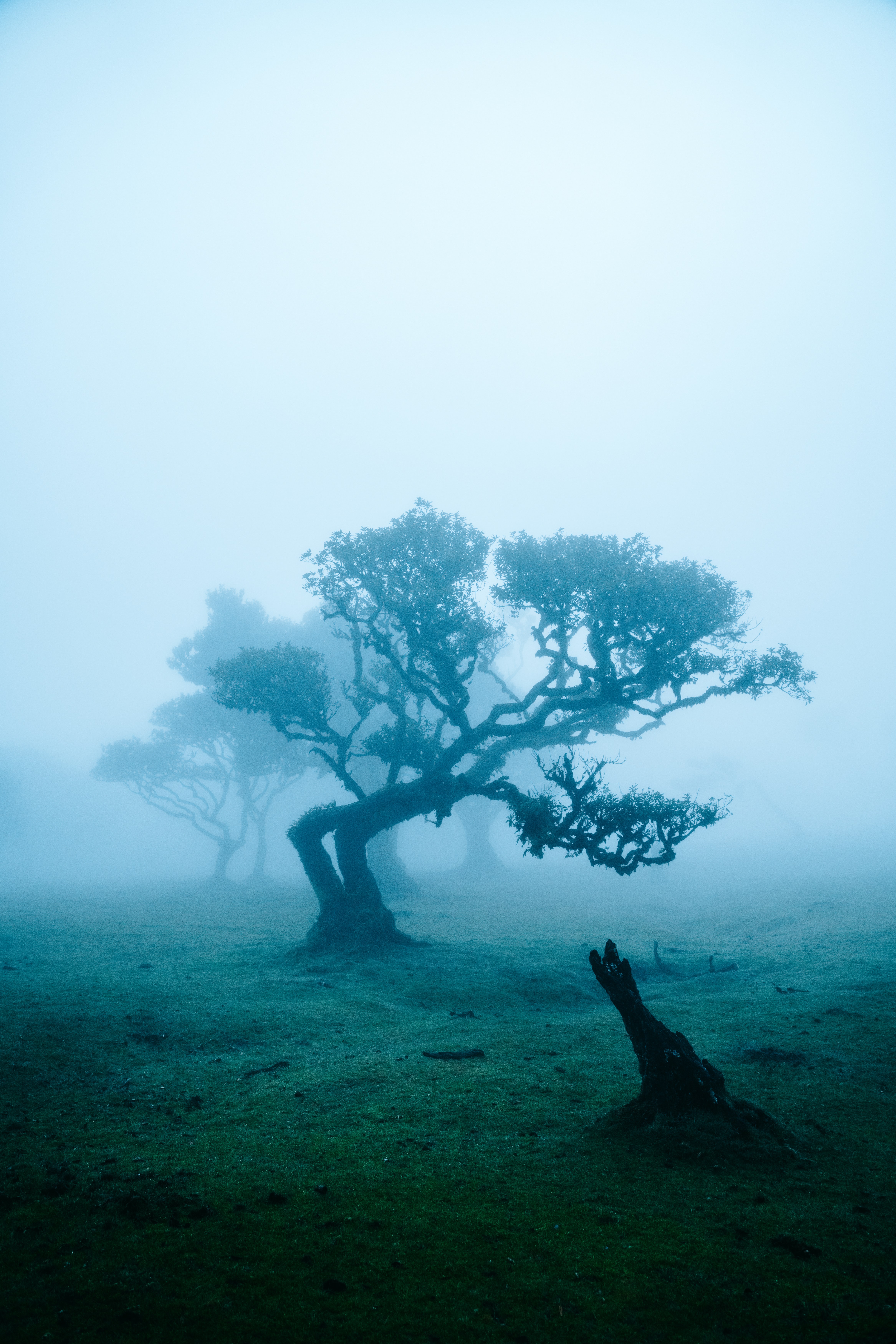 Trees Field Fog Landscape