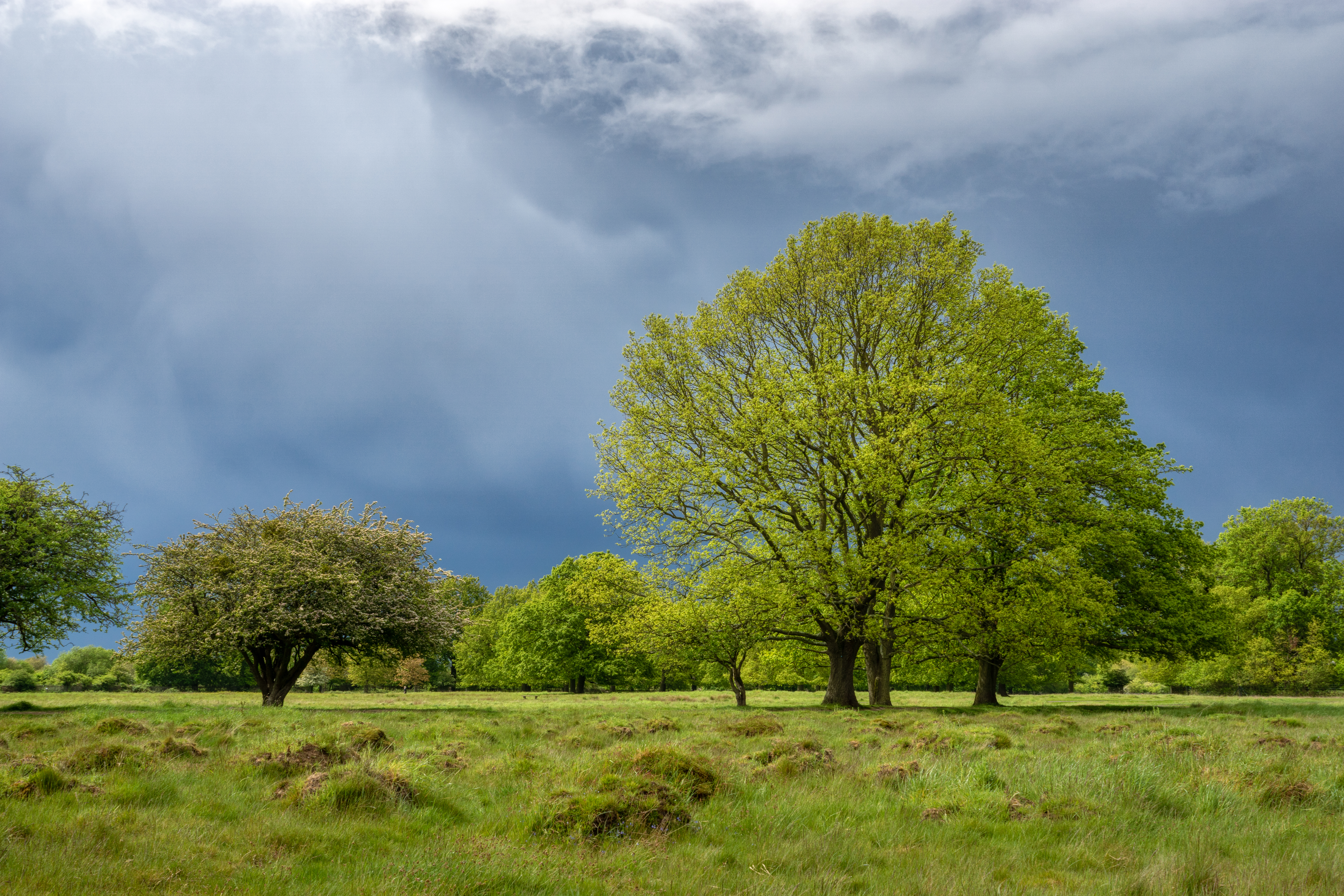 Trees Field Grass Nature Landscape