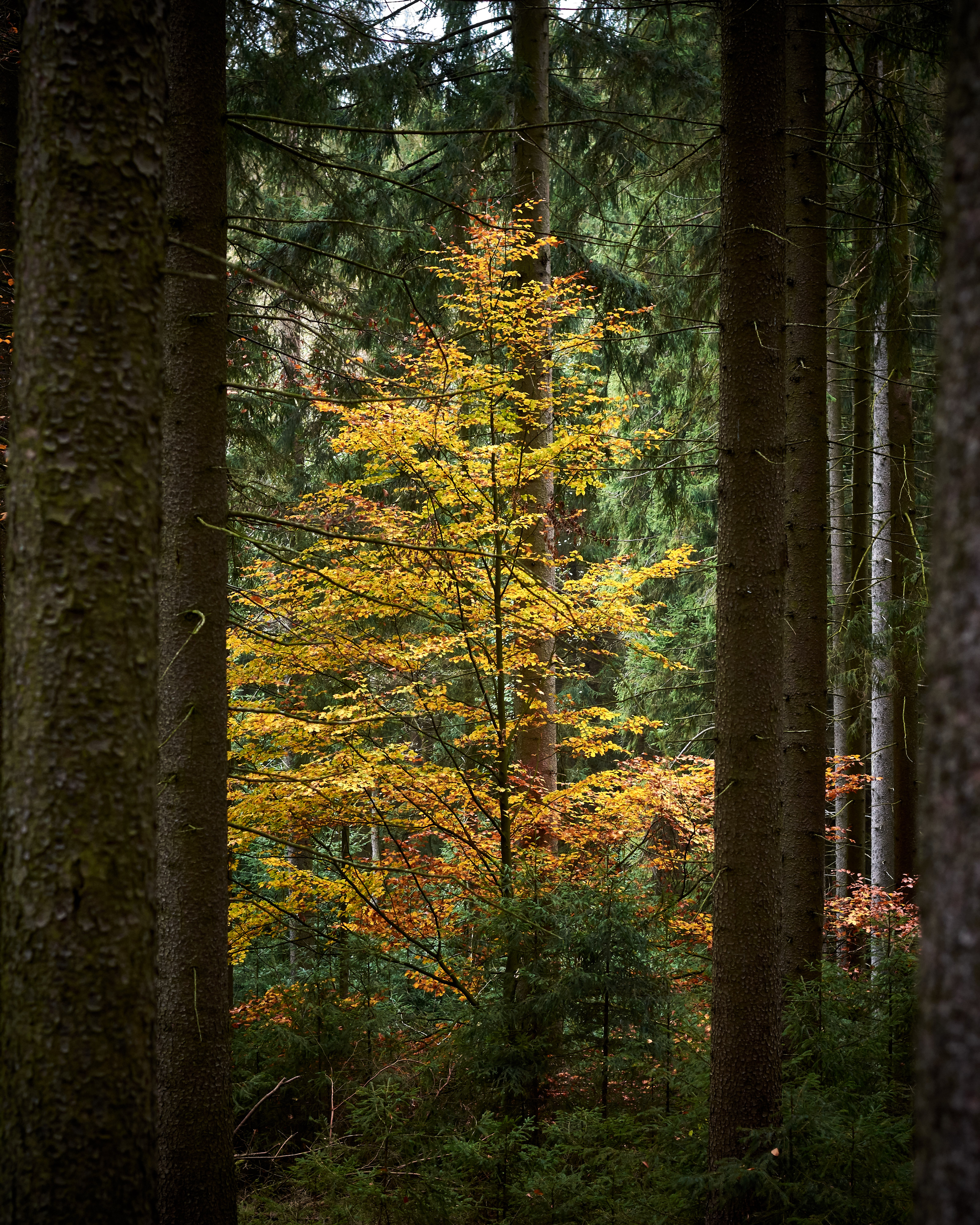 Trees Forest Autumn Landscape Nature