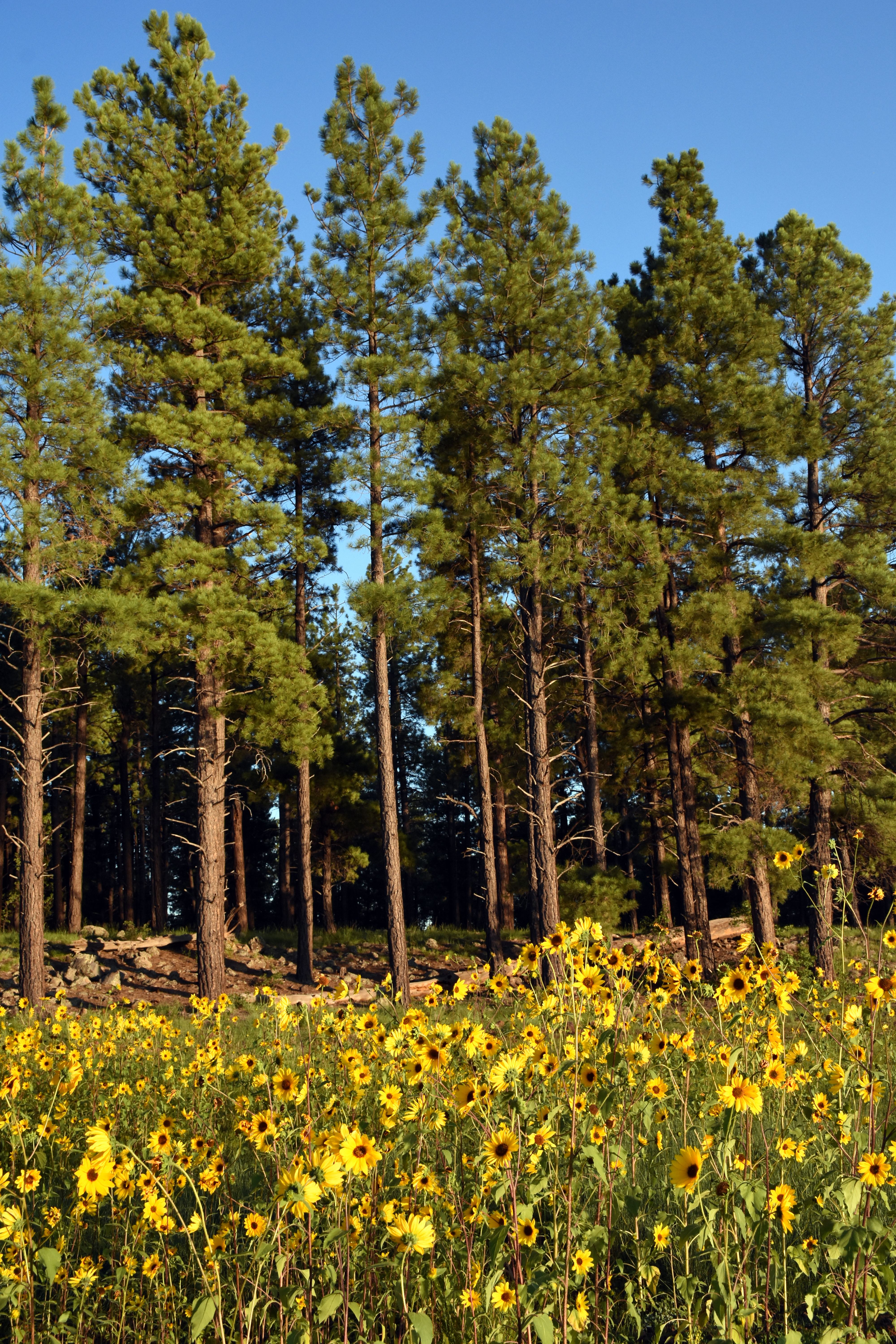 Trees Forest Flowers Field Nature