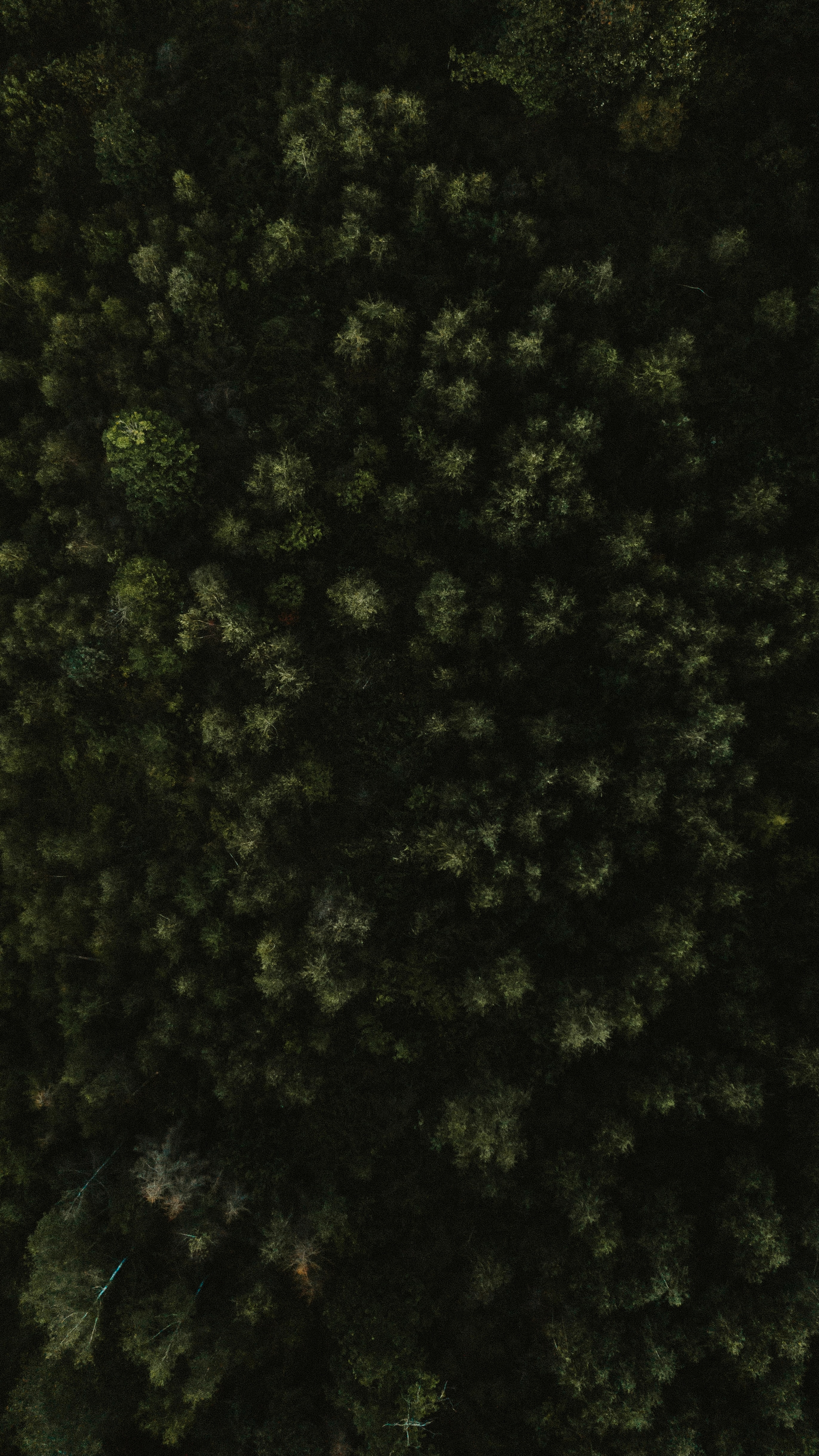 Trees Forest Green Aerial-view Nature