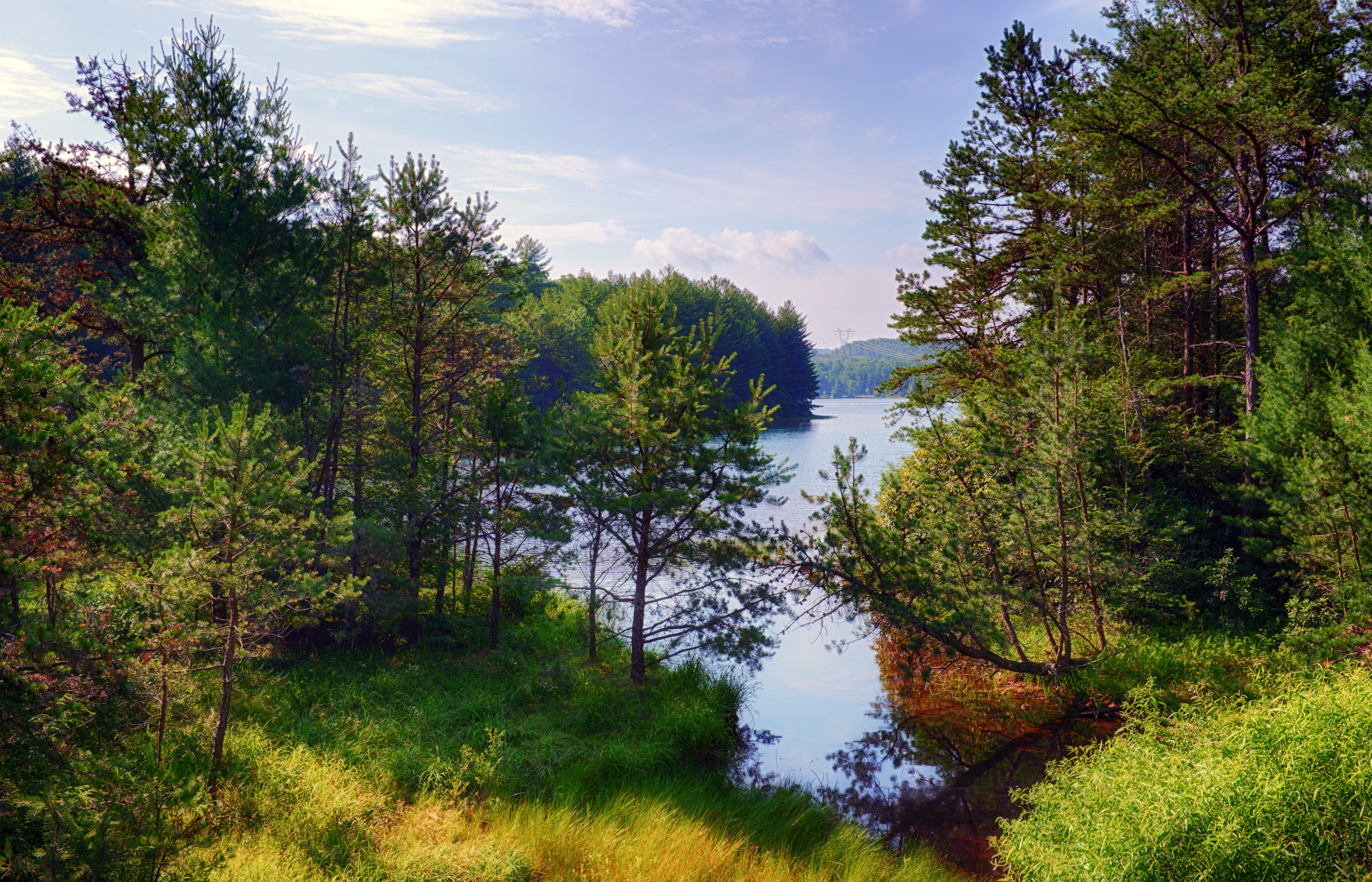 Trees Forest Lake Nature Landscape