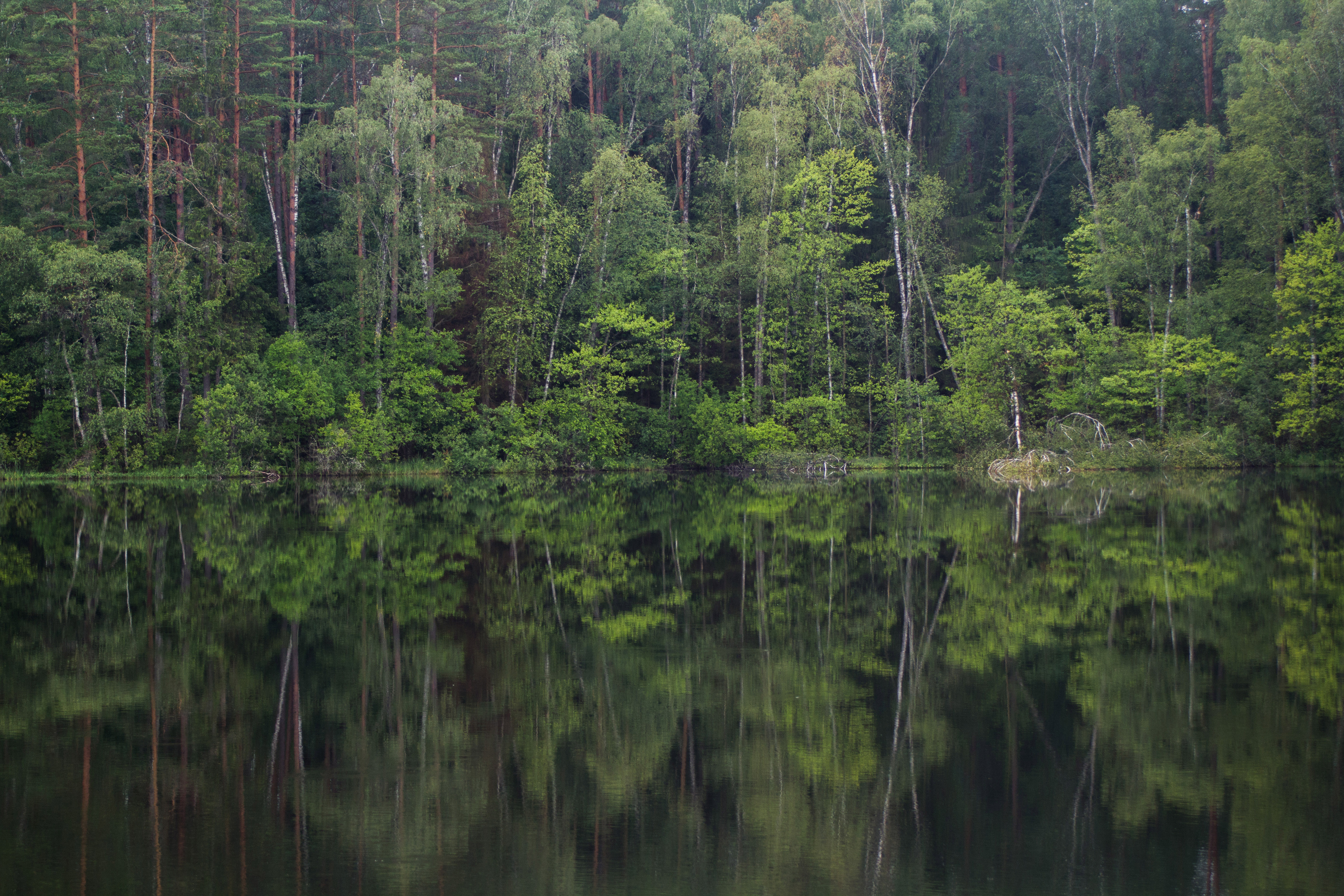 Trees Forest Lake Reflection Landscape Nature