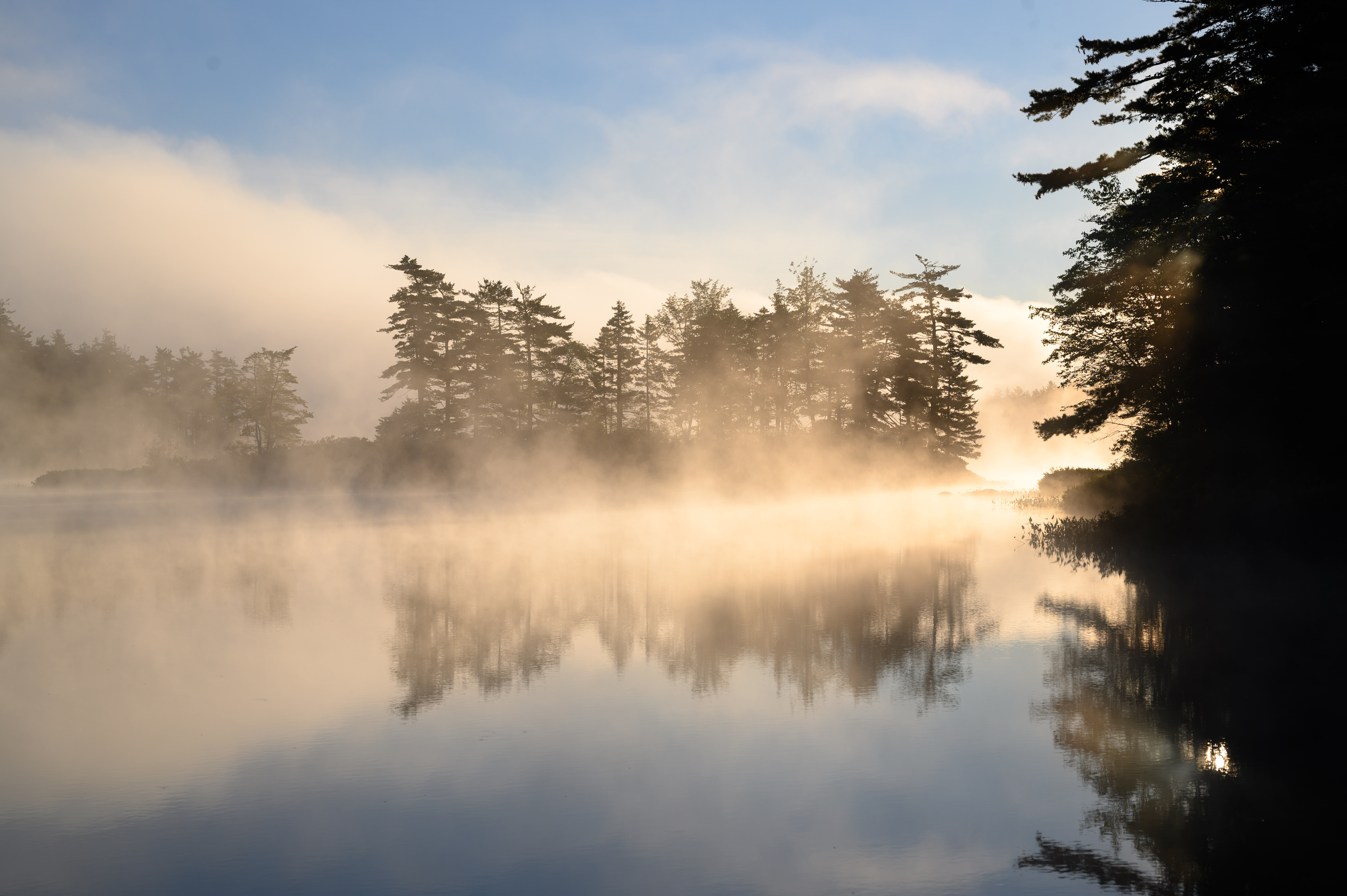 Trees Lake Fog Nature Landscape