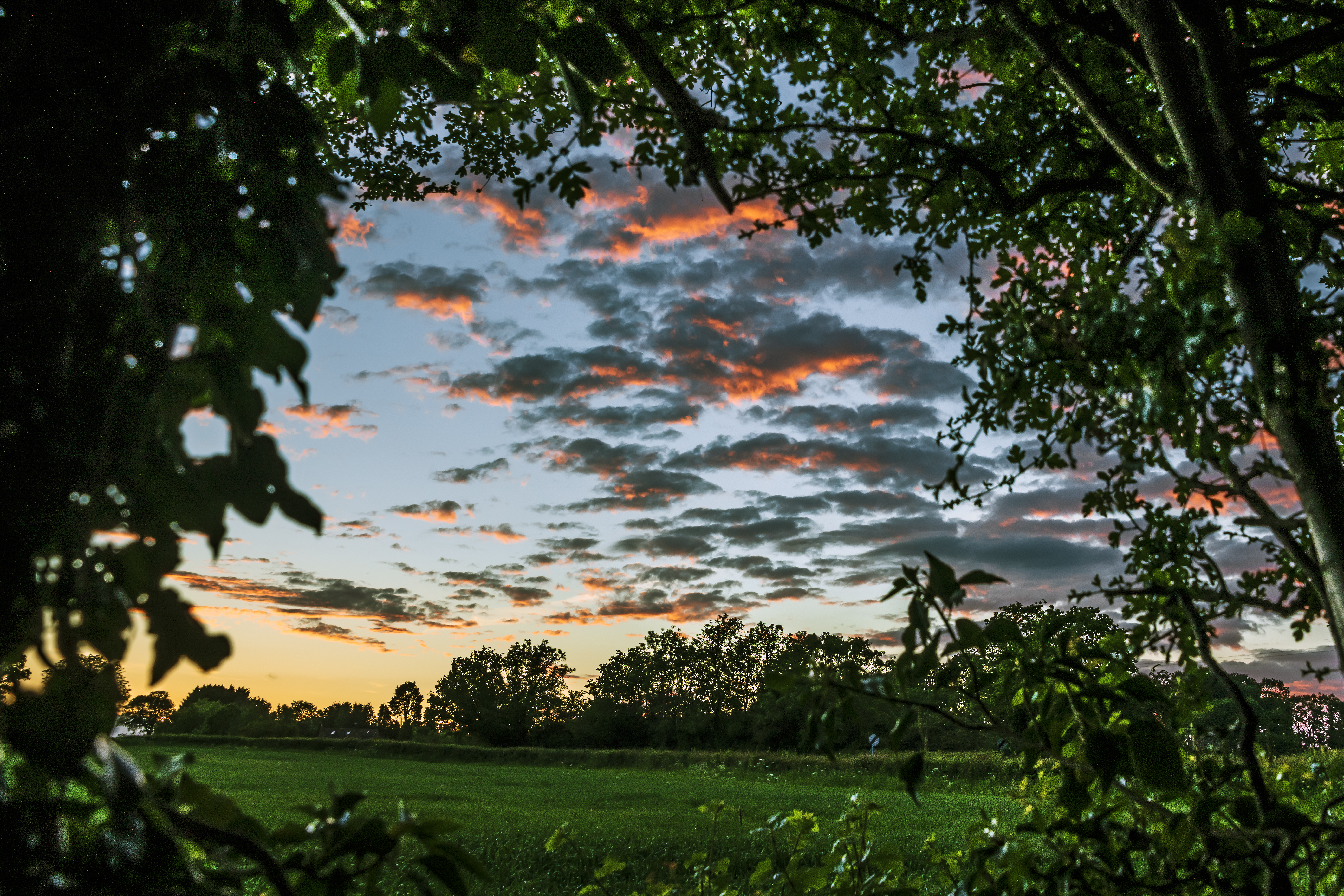 Trees Leaves Field Twilight Landscape