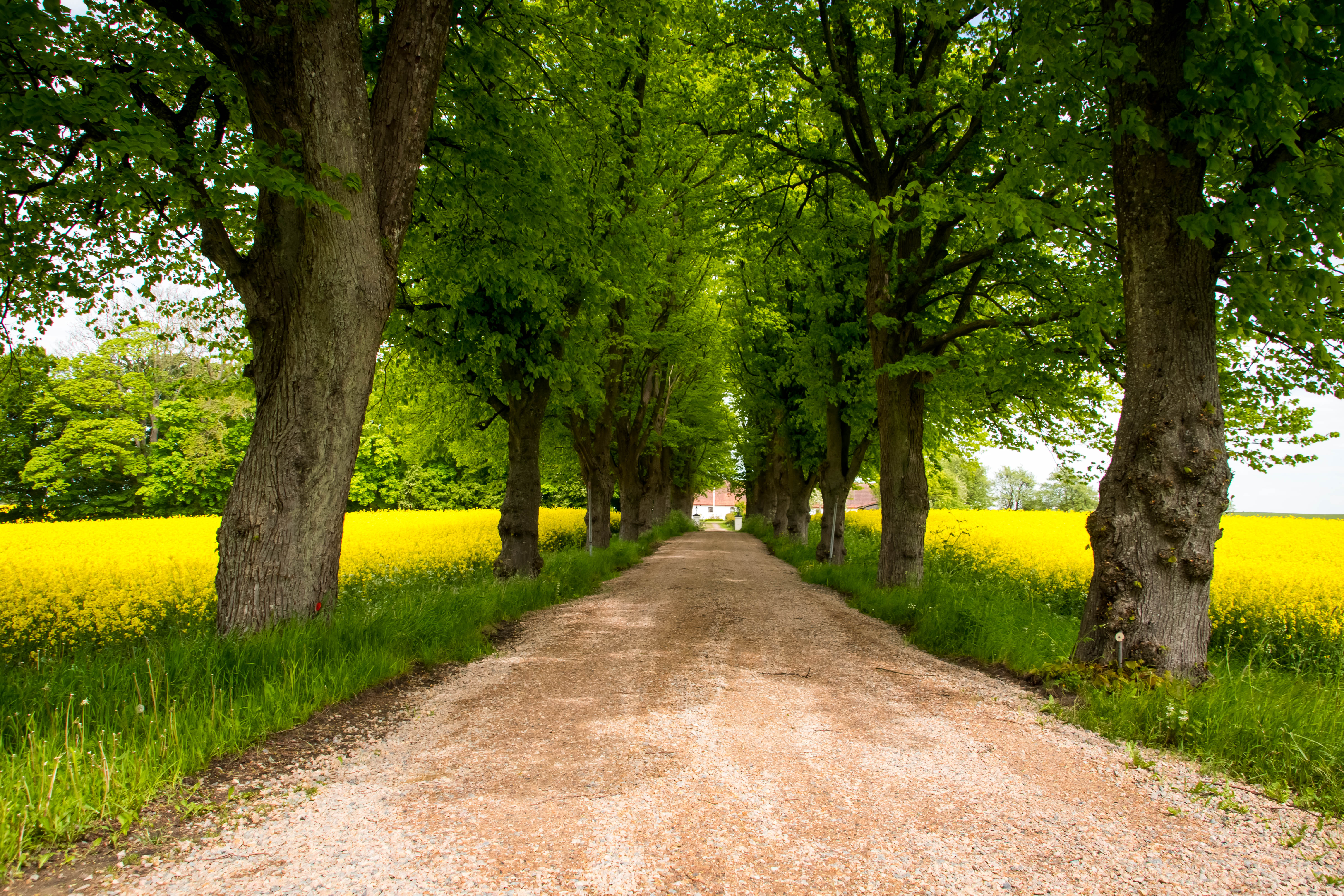 Trees Path Field Landscape Nature