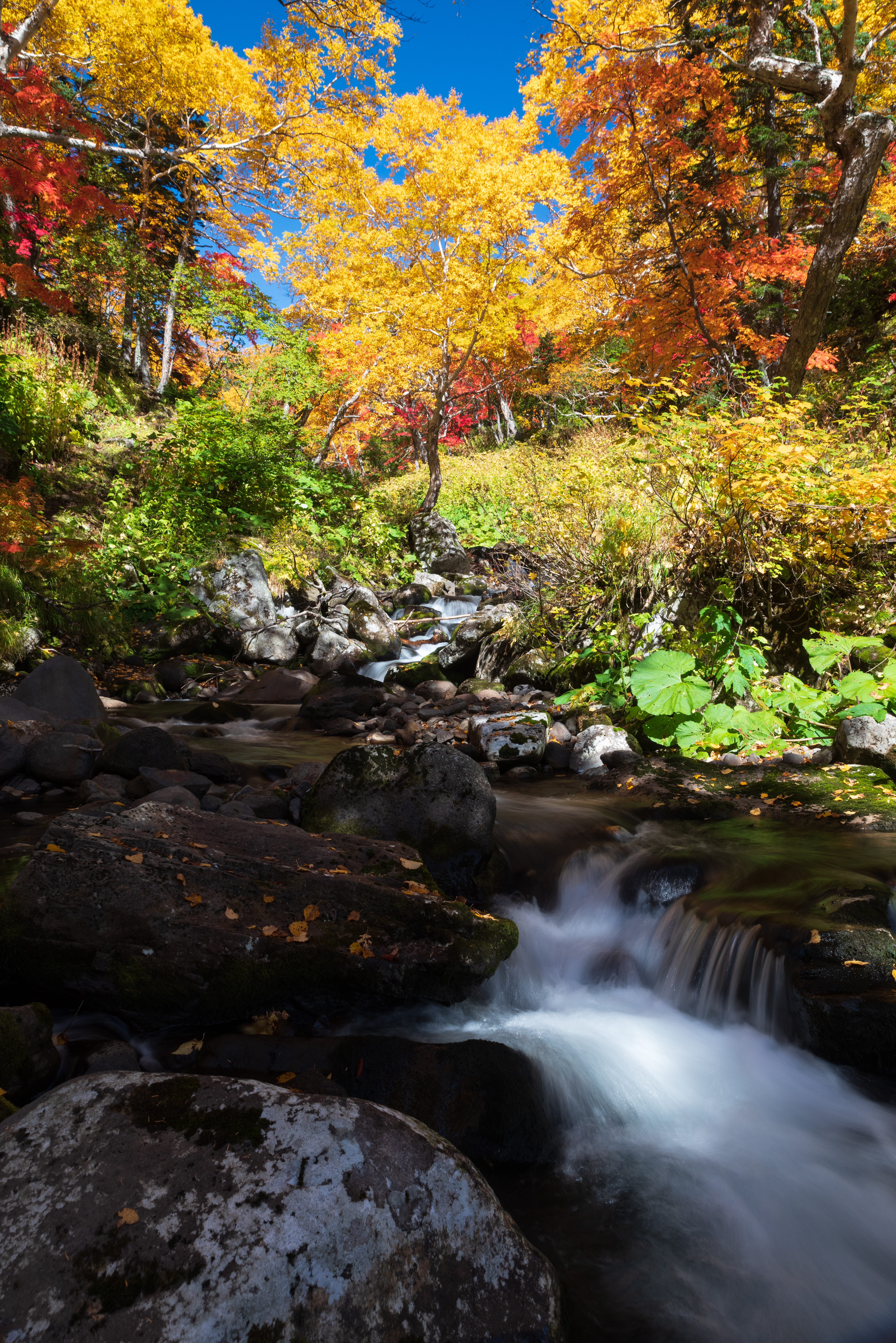 Trees River Stones Landscape Autumn