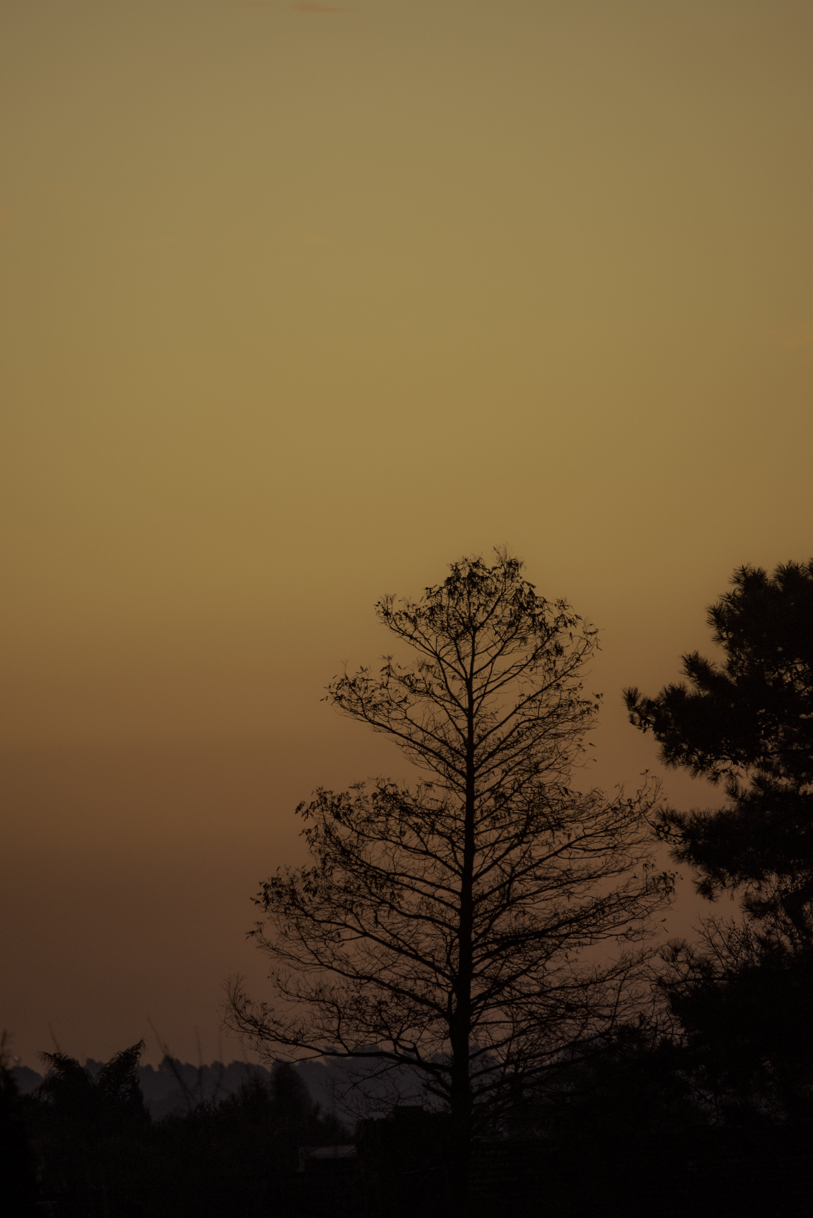 Trees Silhouettes Dusk Sunset Nature