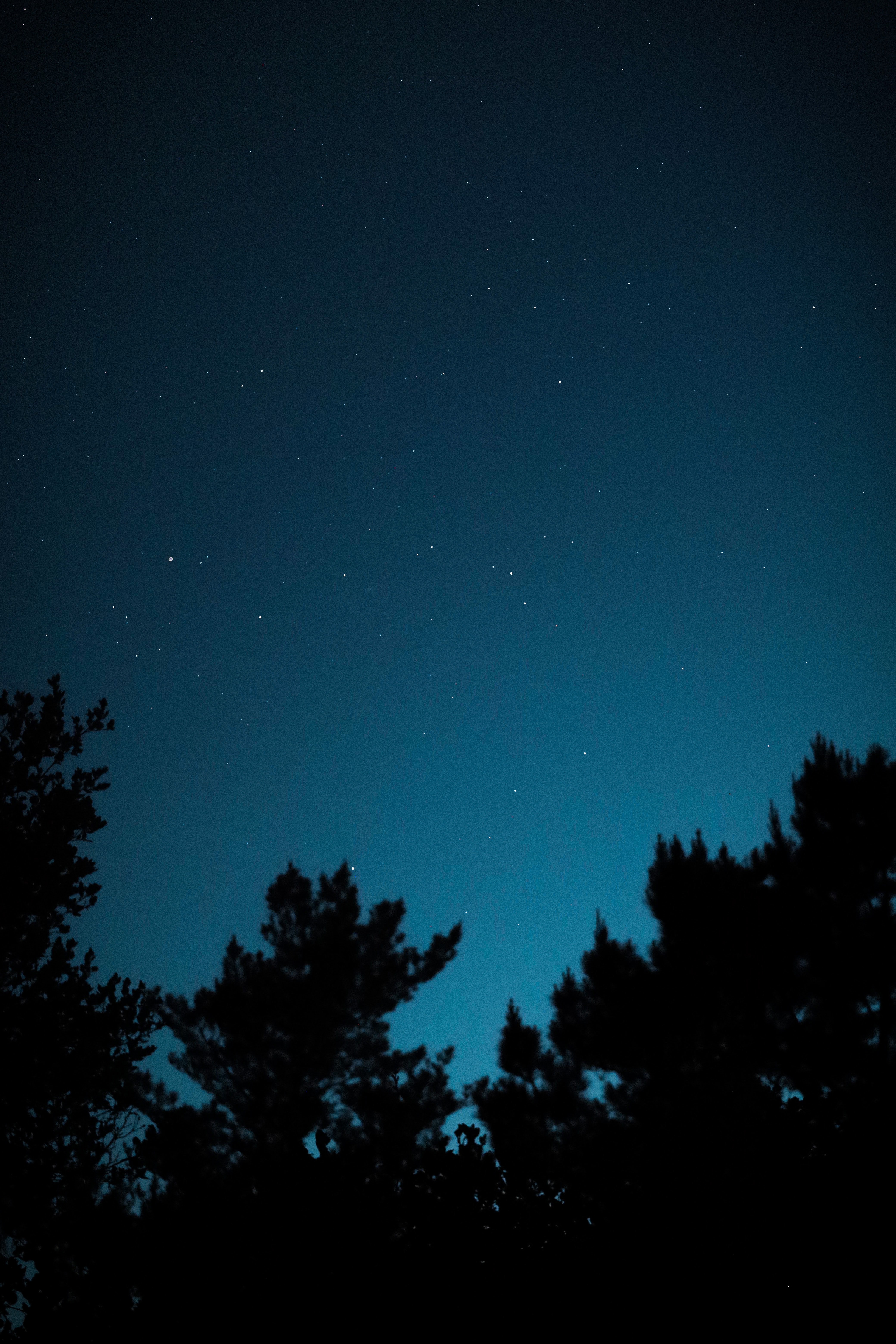 Trees Silhouettes Sky Stars Dark