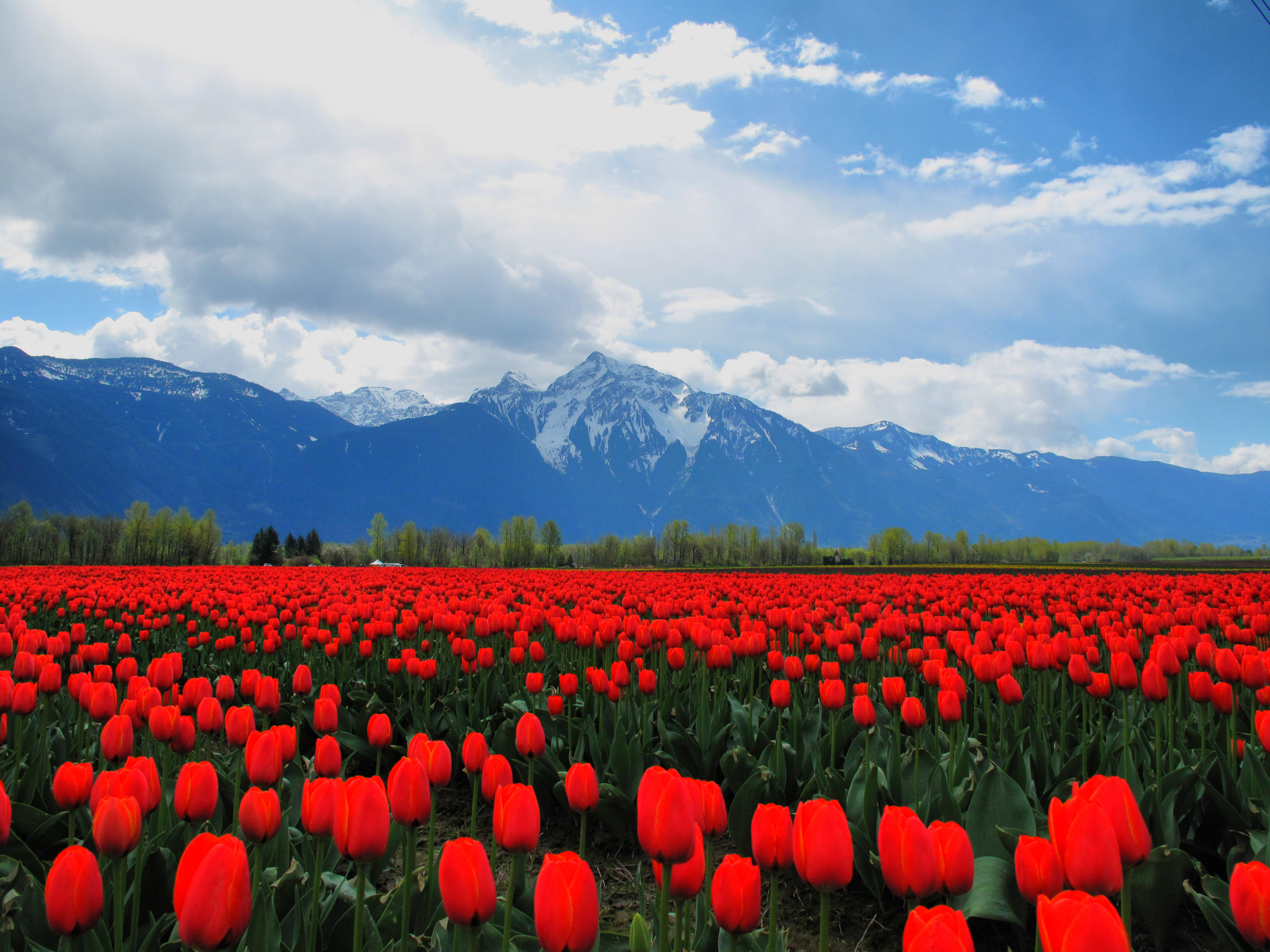 Tulips Flowers Field Mountains Landscape