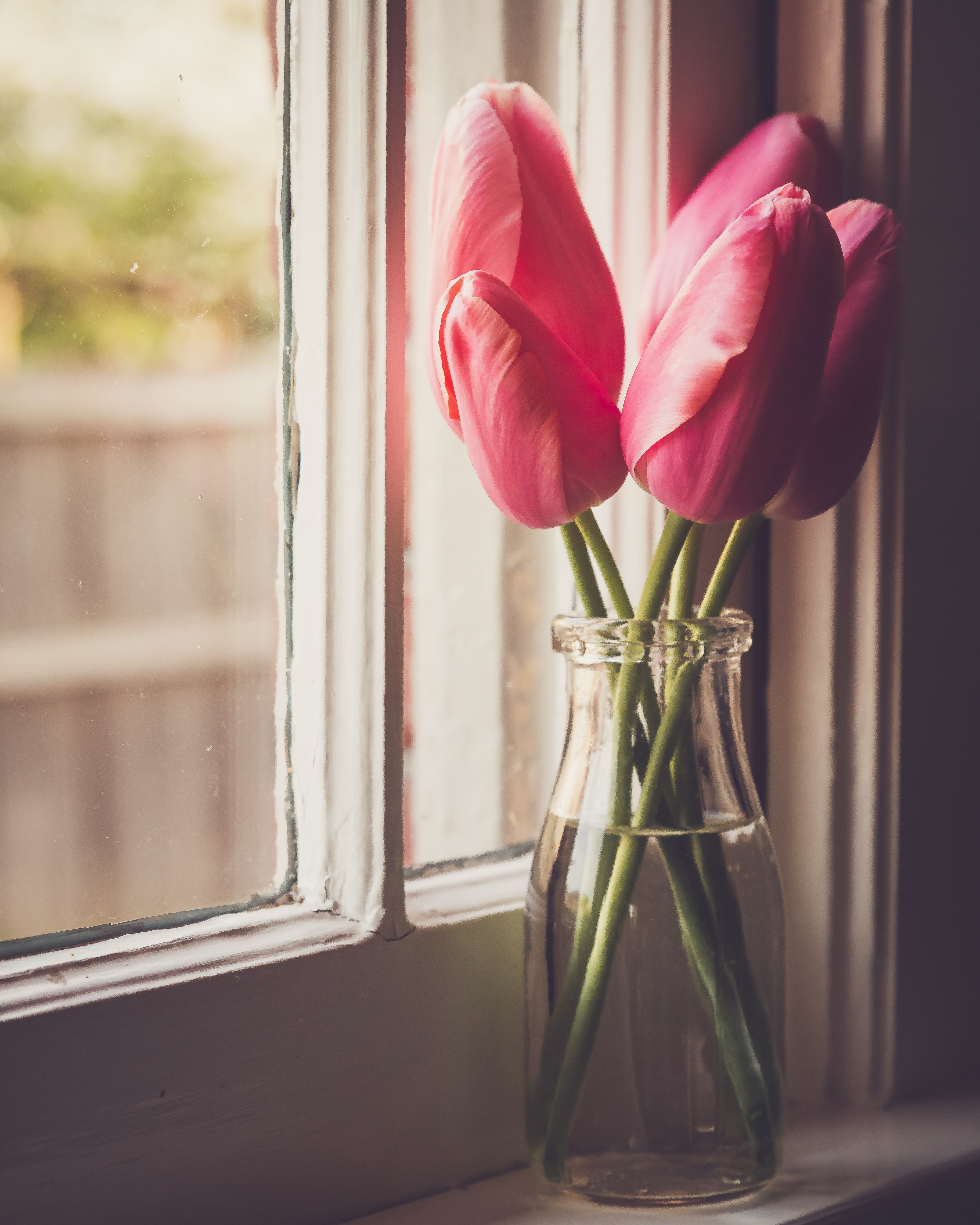 Tulips Flowers Jar Window